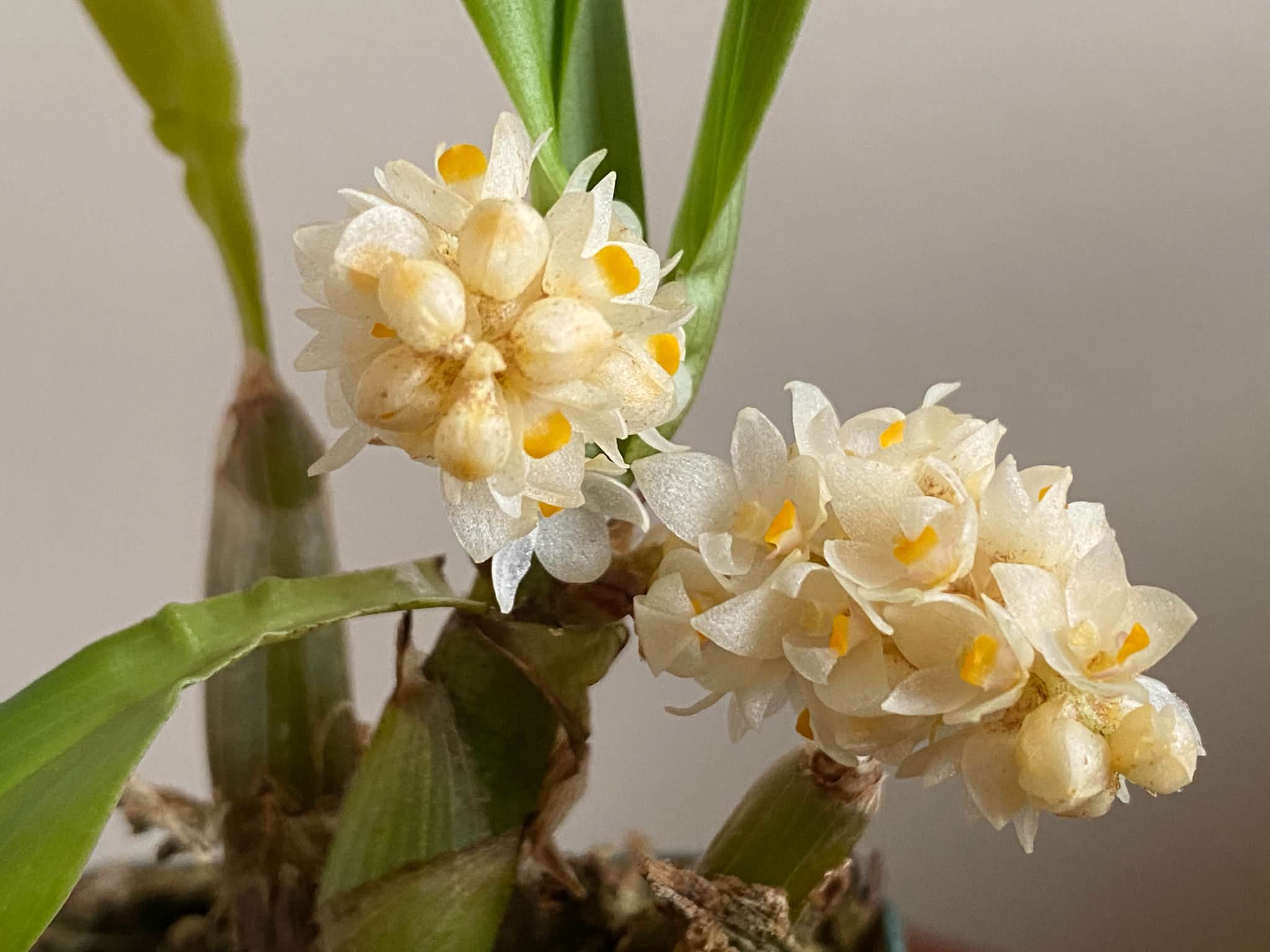 Eria spicata 'Cloud's Blizzard' orchid care