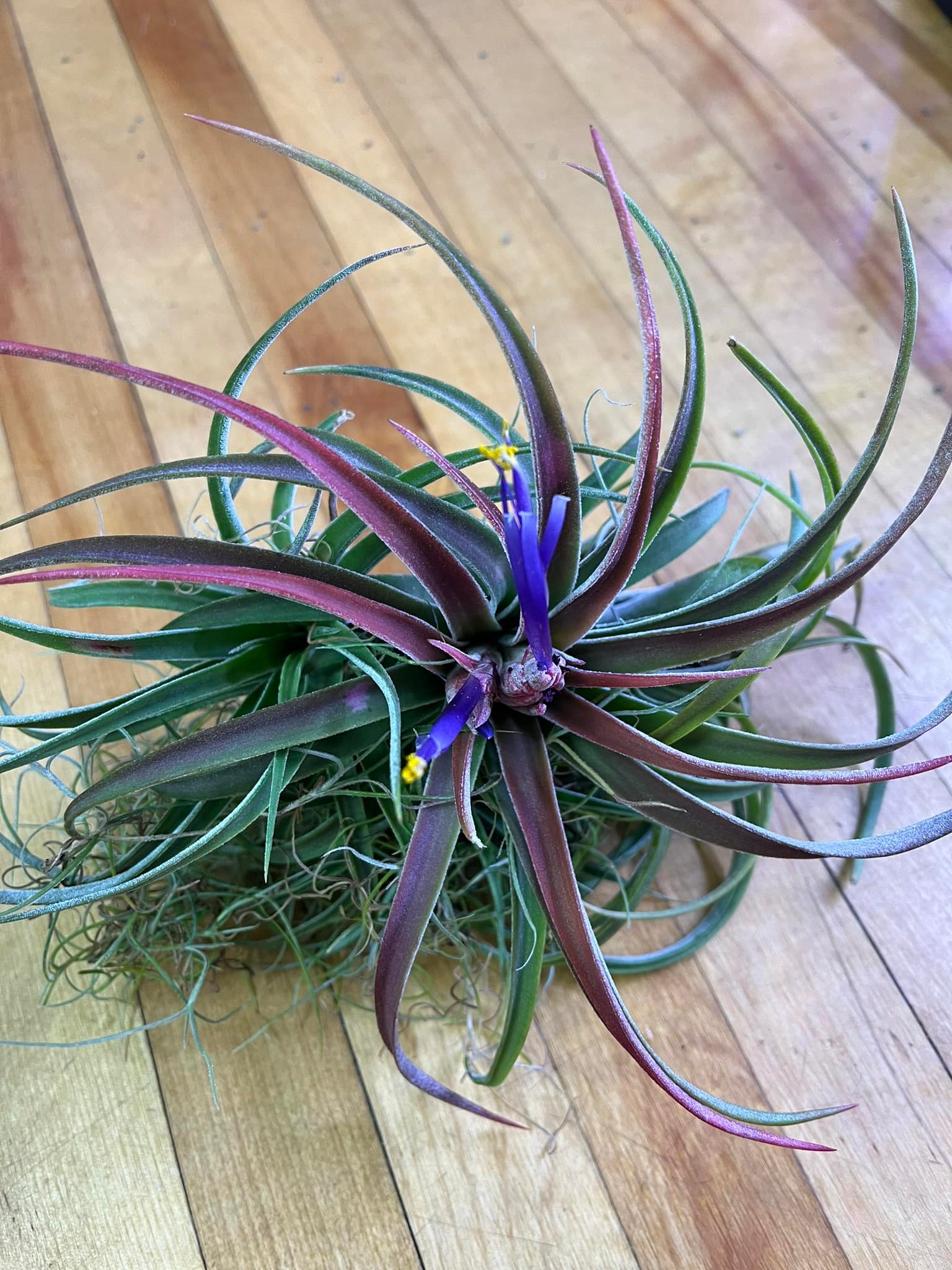 Tillandsia chiapensis x velutina