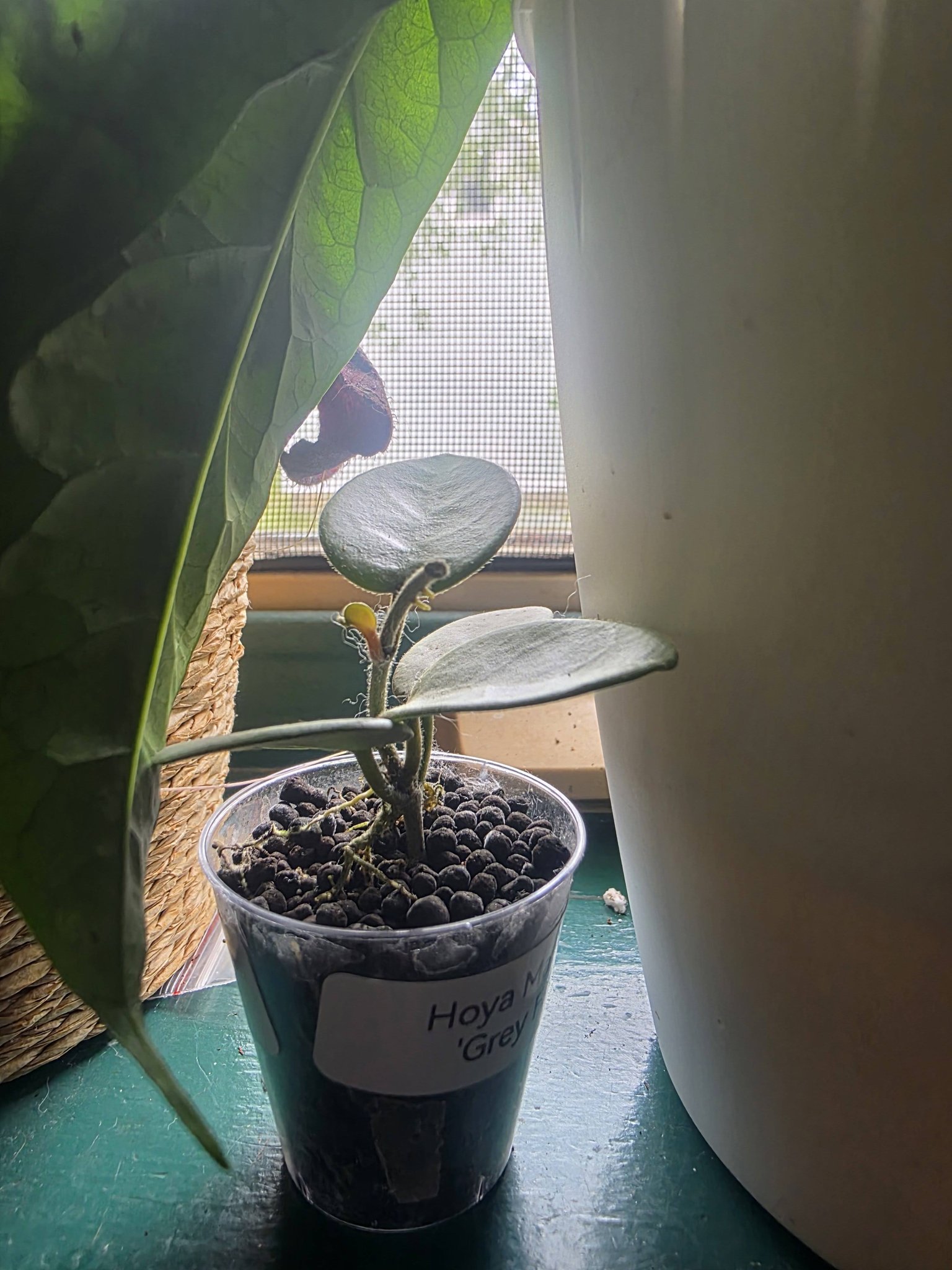 その他観葉植物 hoya mathilde greyfairy Hoya Mathilde Grey Fairy plant growth and care experience