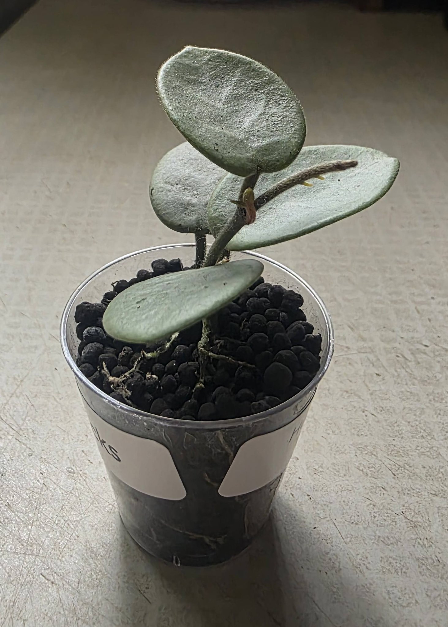 Hoya Mathilde Grey Fairy plant growth and care experience