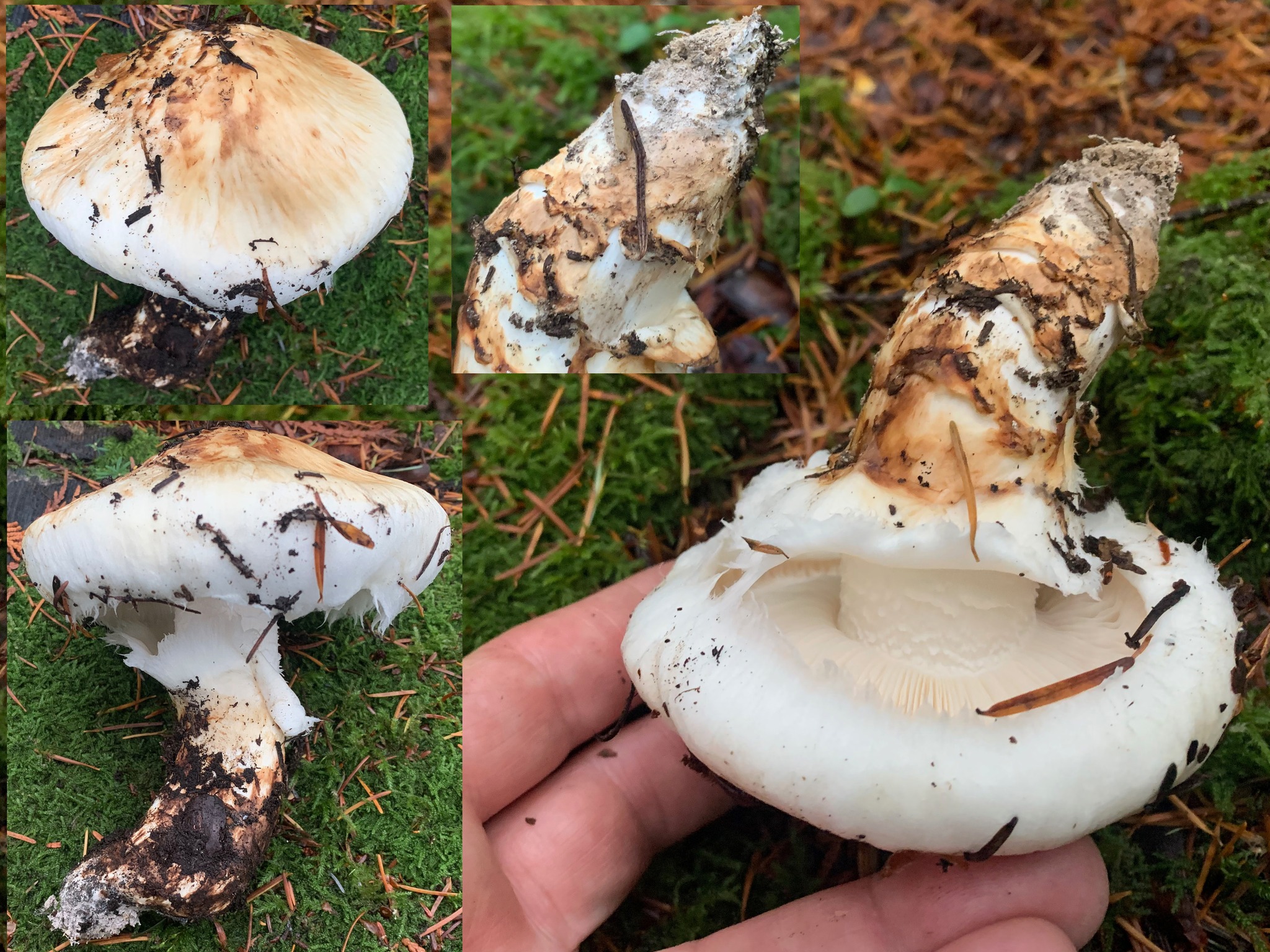 What is this Pacific Northwest mushroom, Tricholoma murrillianum?