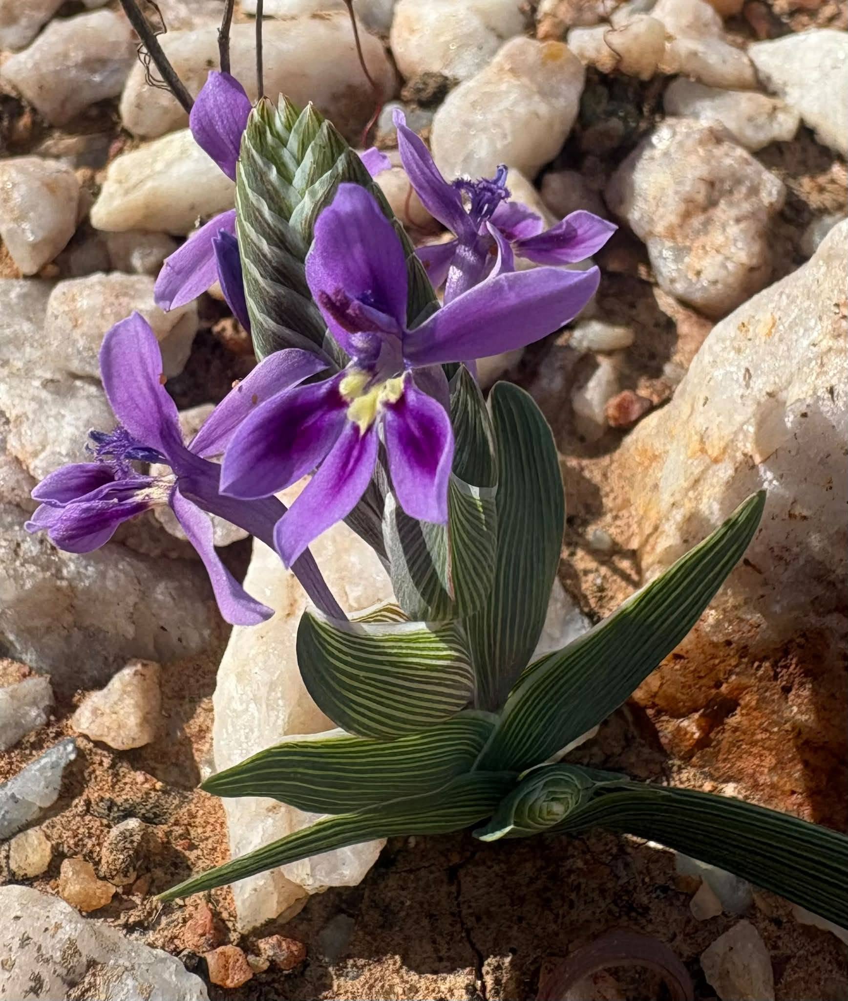 Really Rare Plants