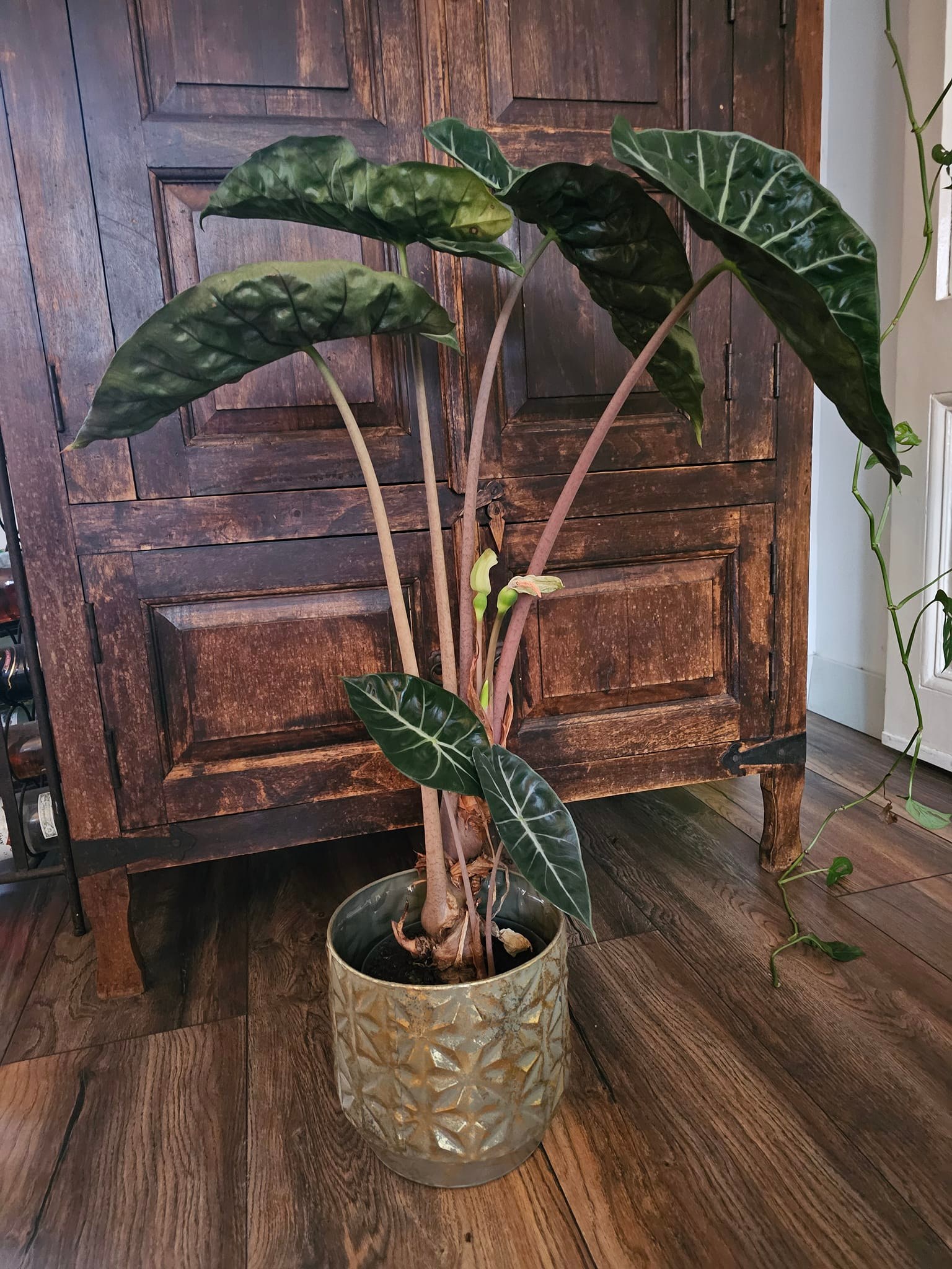 For show 🐉 Platycerium Hillii 'Dragon Claw #2'