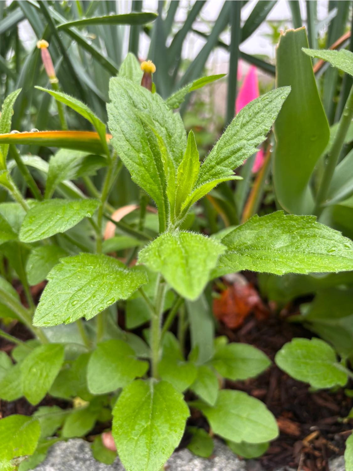 Can yal telll me if this is a weed? I don't even remember the
