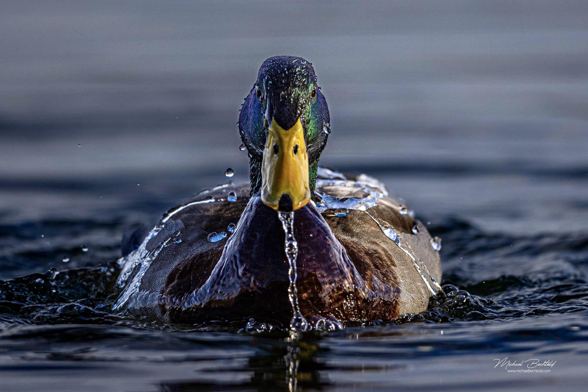 pic of ducks and water run off bac Male Mallard displays “like a duck's back!” BPC-157 For Sale —