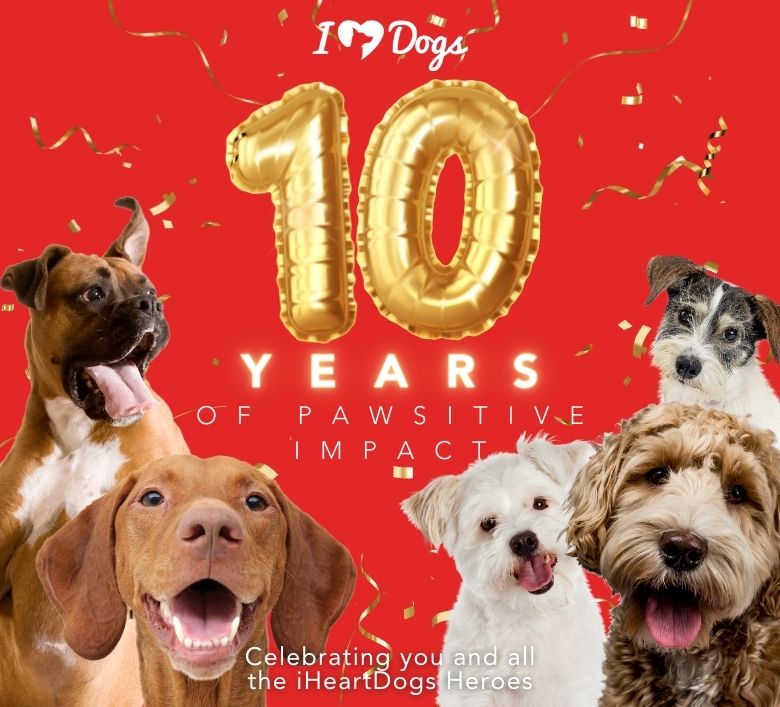iHeartDogs - It's our BIRTHDAY 🤯🎉 iHeartDogs turned 10!!! Our wish is ...
