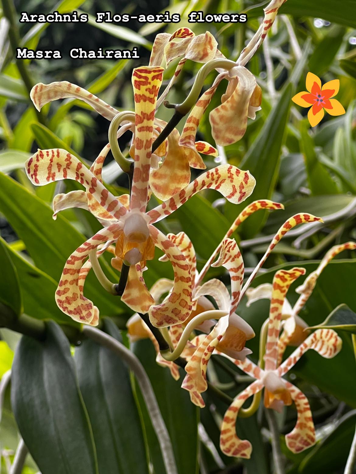 Arachnis flos-aeris orchid in bloom
