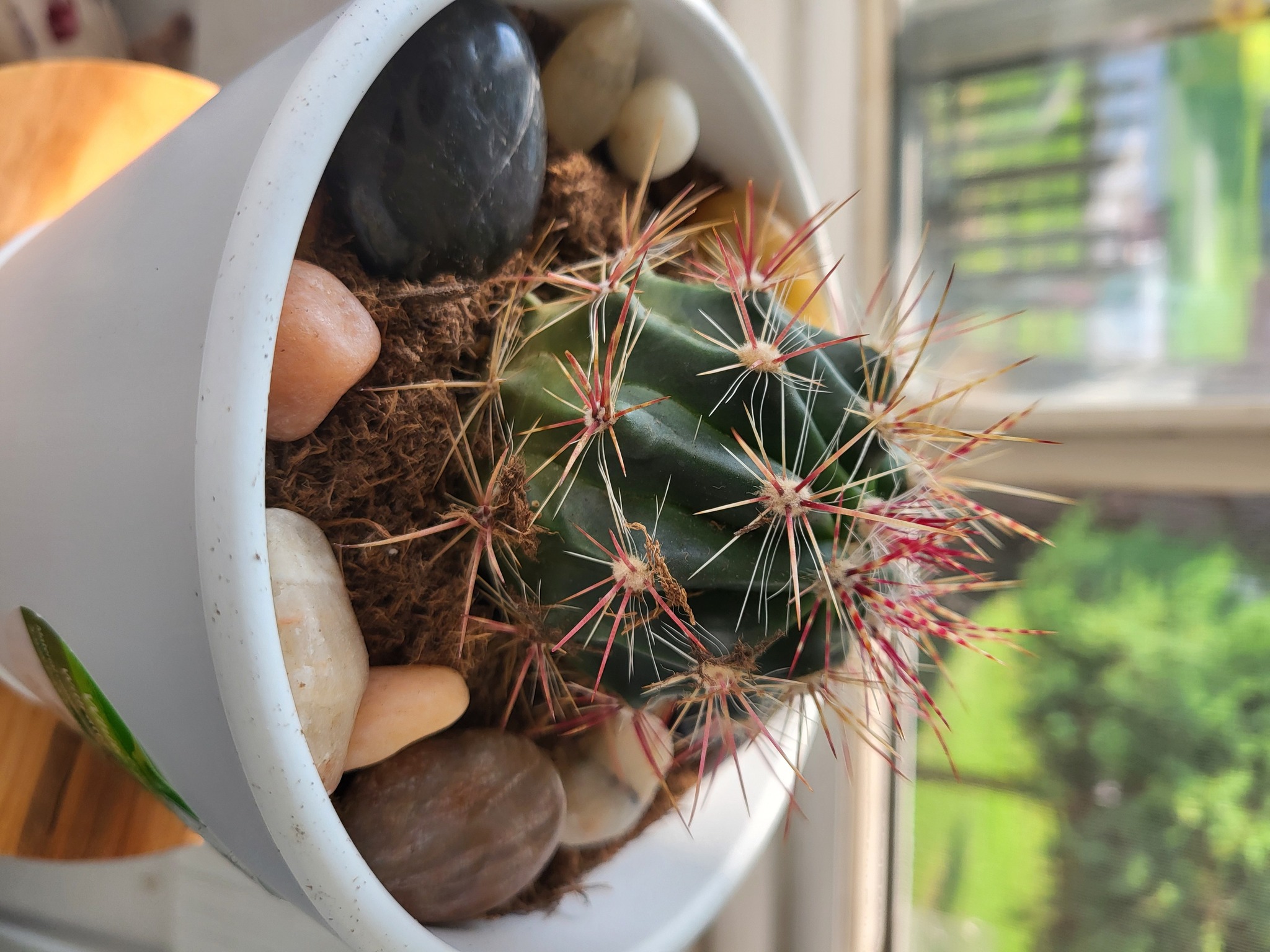 How big will a prickly pear cactus get indoors?