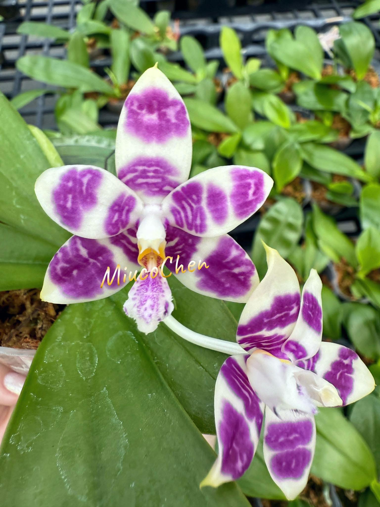 Phal. Lioulin Blue Parrot orchid blooms