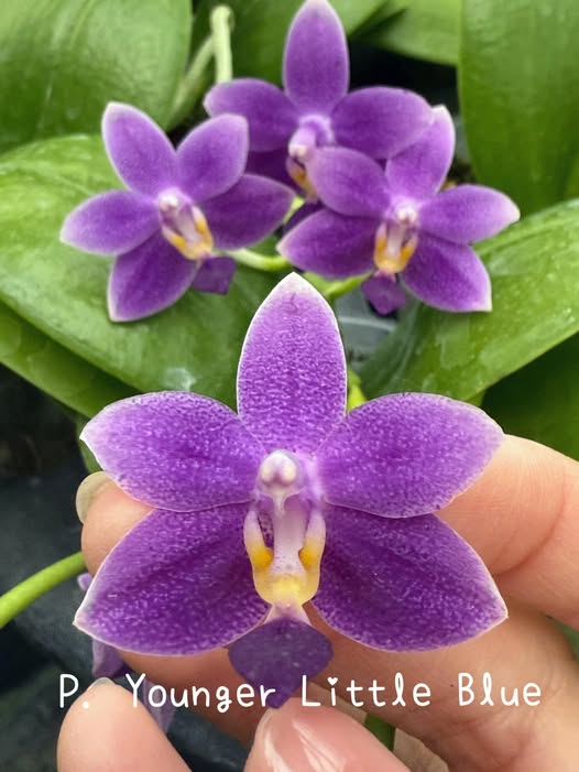 Phal. Lioulin Blue Parrot orchid blooms