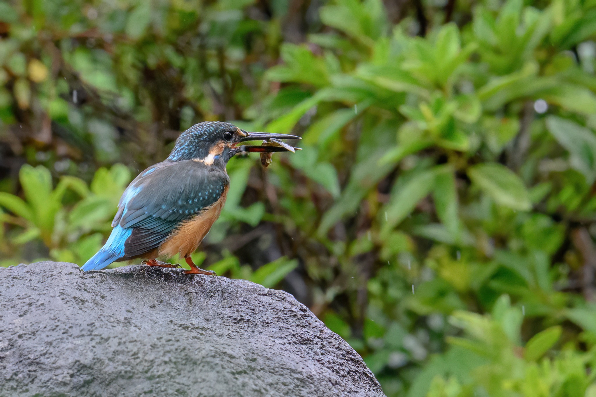 A Common Kingfisher with a catch.. Japan. 2026.08.14. Z9 + Z400 f4.5