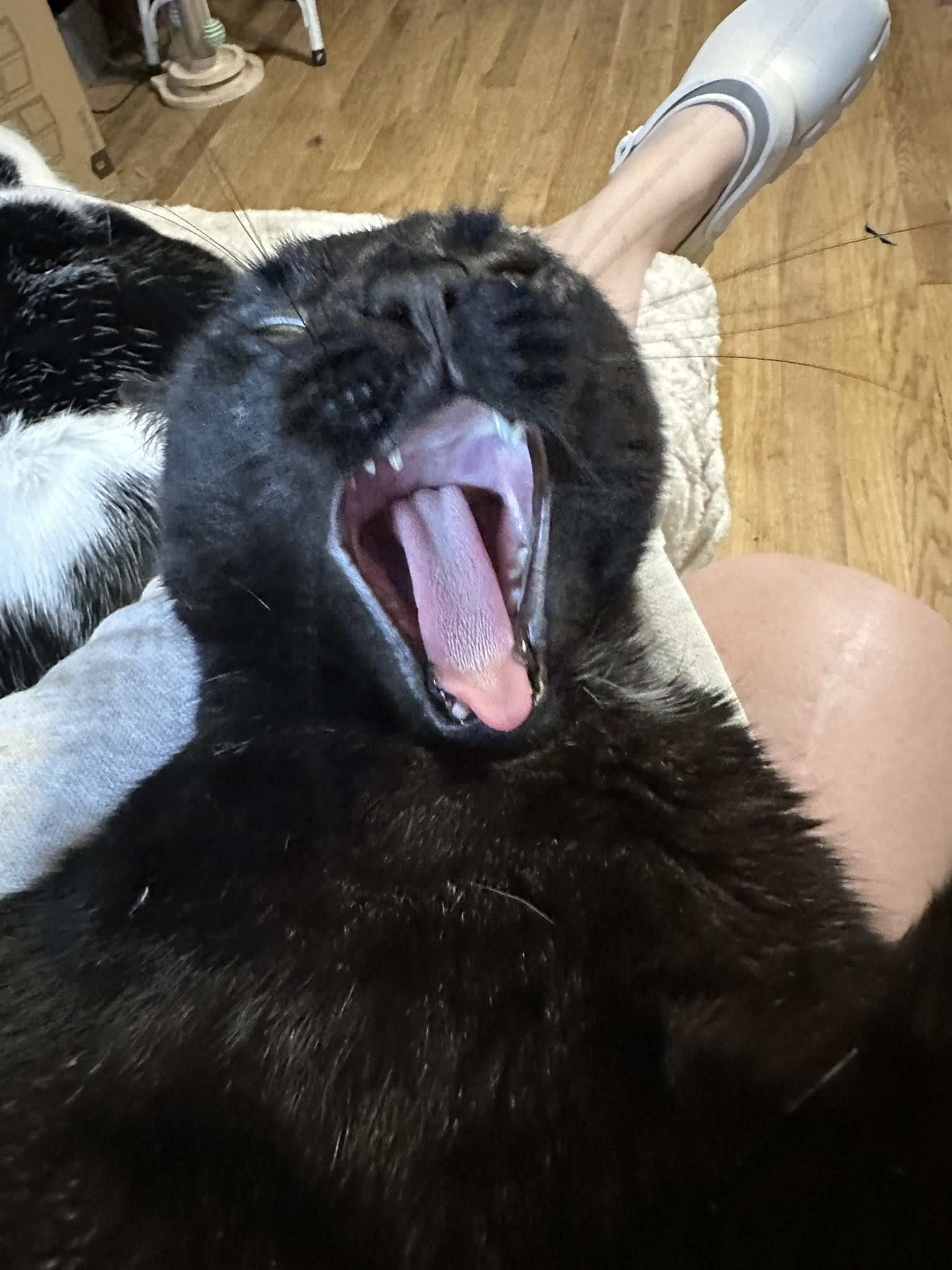 Jibbe Black