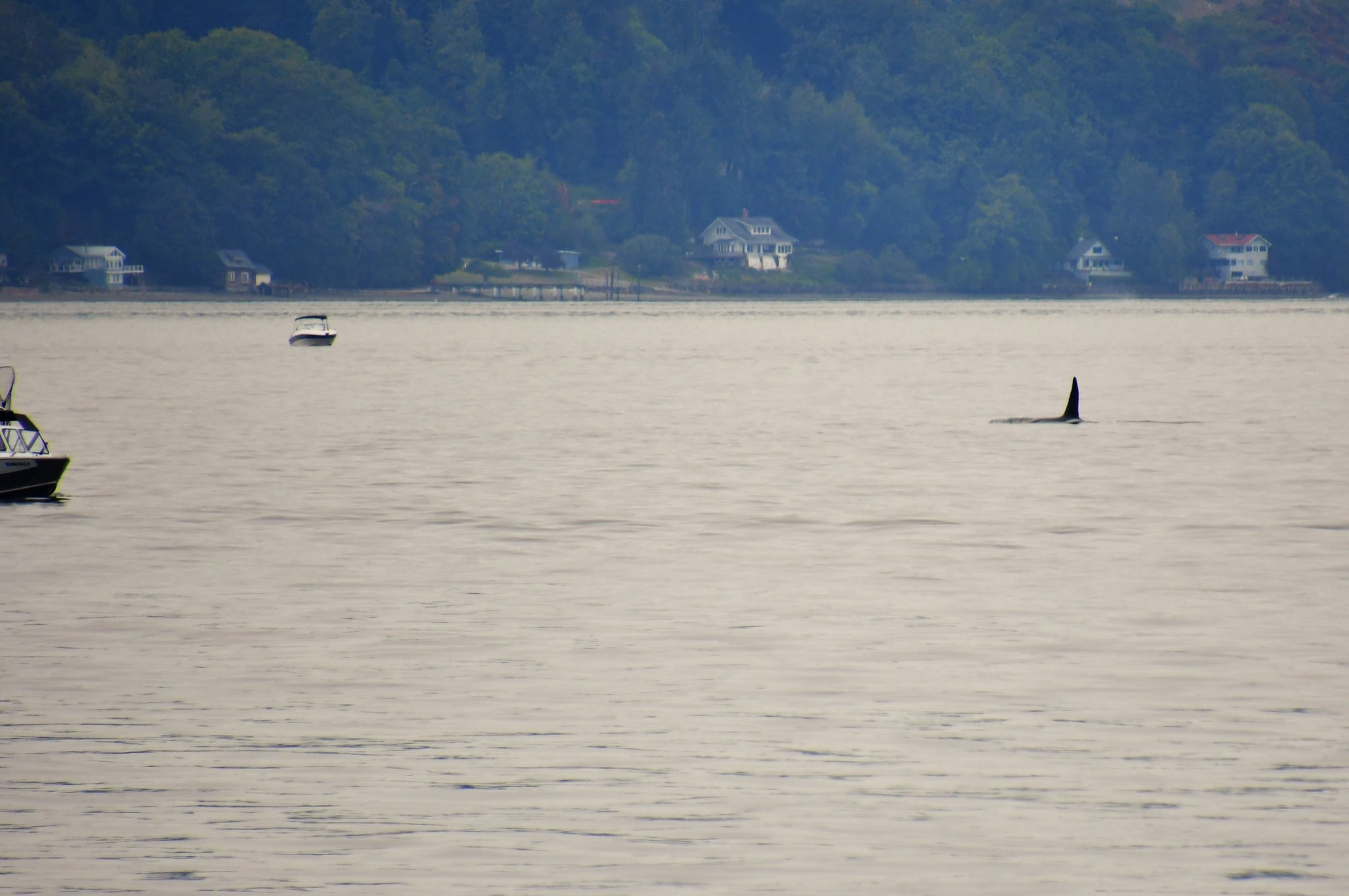 Bruce - Orca sighting off Point Defiance Zoo & Aquarium | Facebook