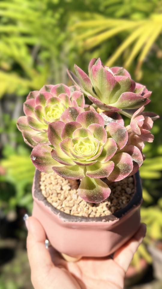奶白錦法師粉粉的法師，遇上粉粉的花盆， 就是命中注定的配搭🩷💕