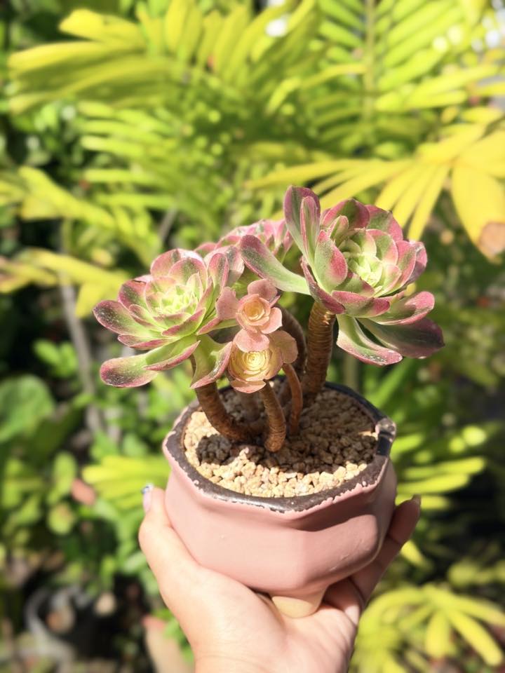 奶白錦法師粉粉的法師，遇上粉粉的花盆， 就是命中注定的配搭🩷💕