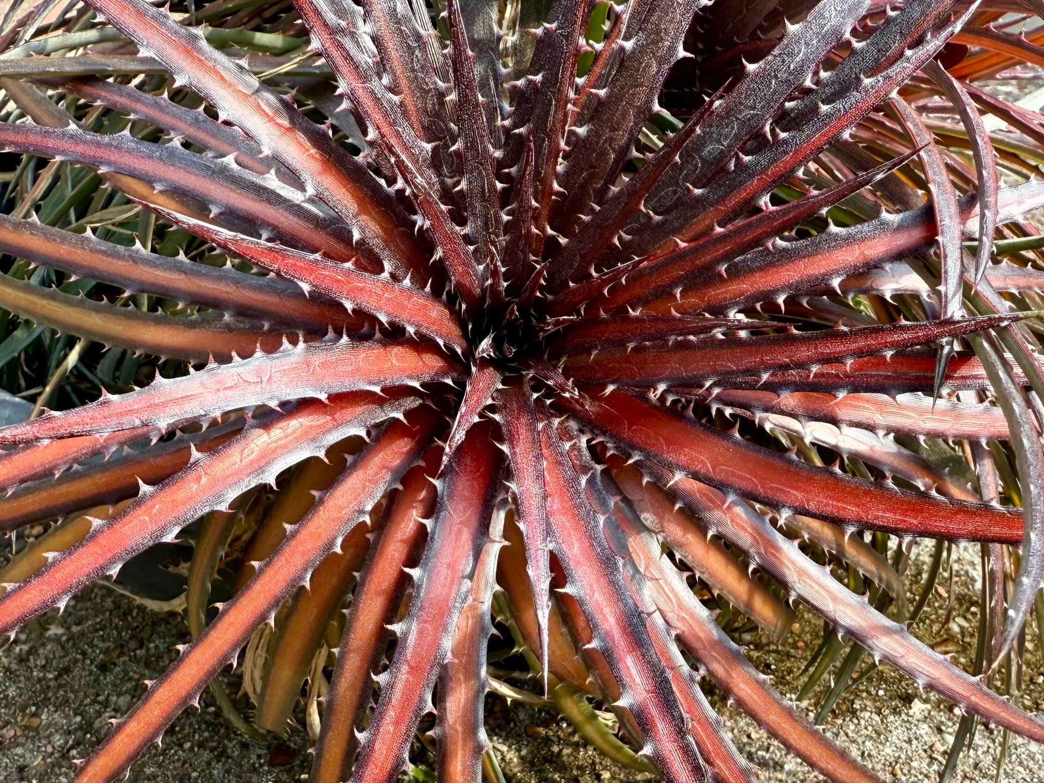 Dyckia dakota plant survival