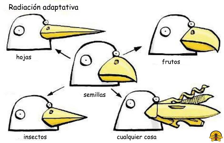 Radiación adaptativa: Proceso... - Más que sólo Dinosaurios | Facebook