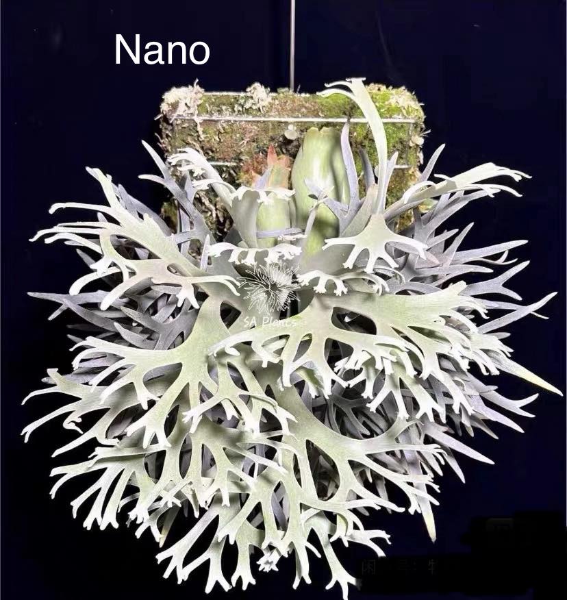 Platycerium willinckii 'nano' sporeling for sale