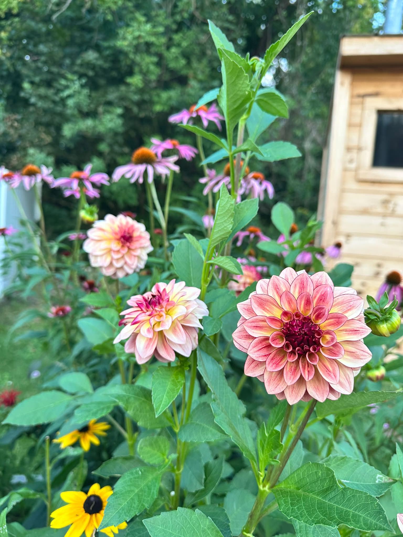 My five smallest dahlias… Burlesca Cherish Koko Puff Genova Fluffles