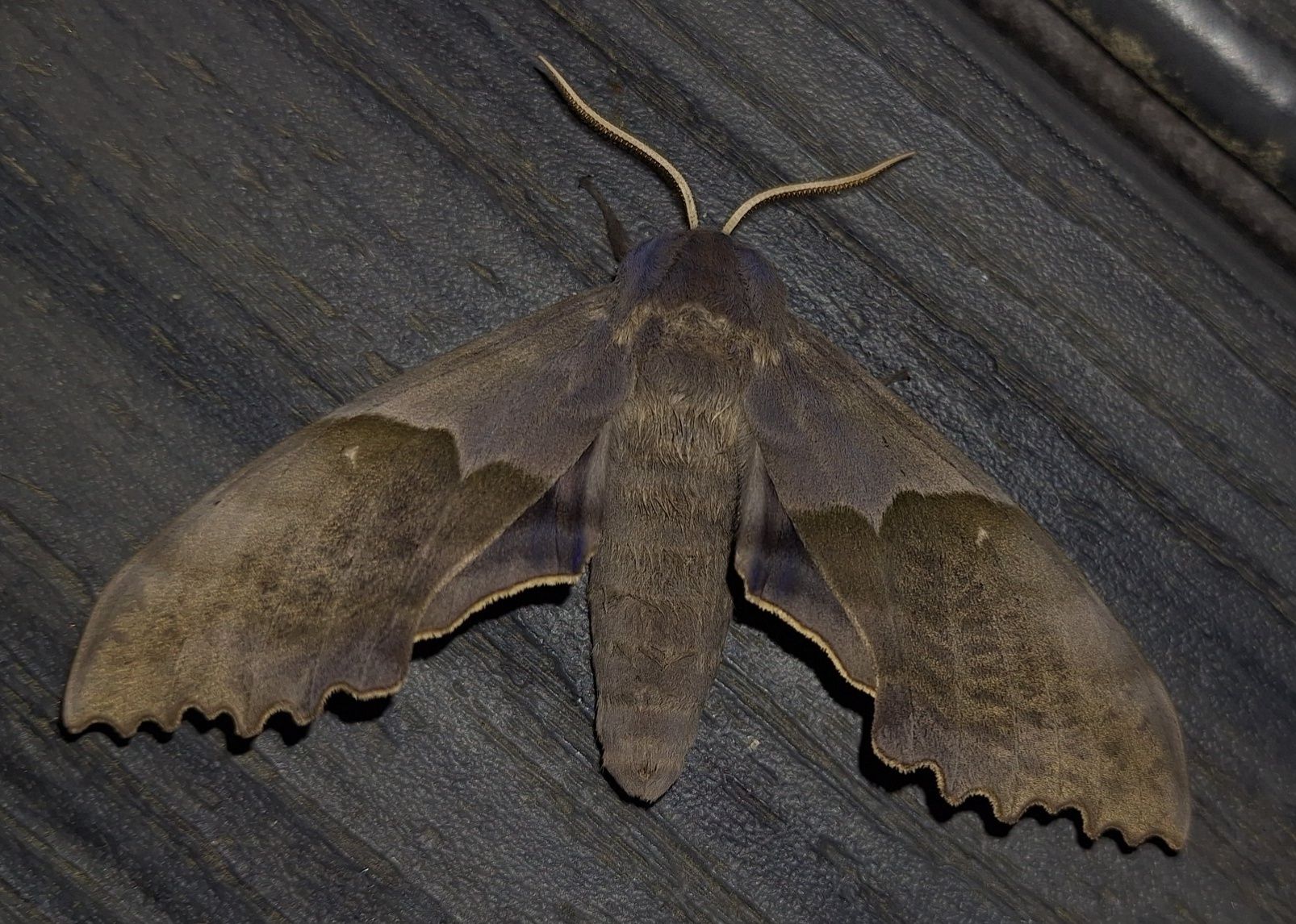 Pachysphinx modesta.maybe. Pretty large moth.*