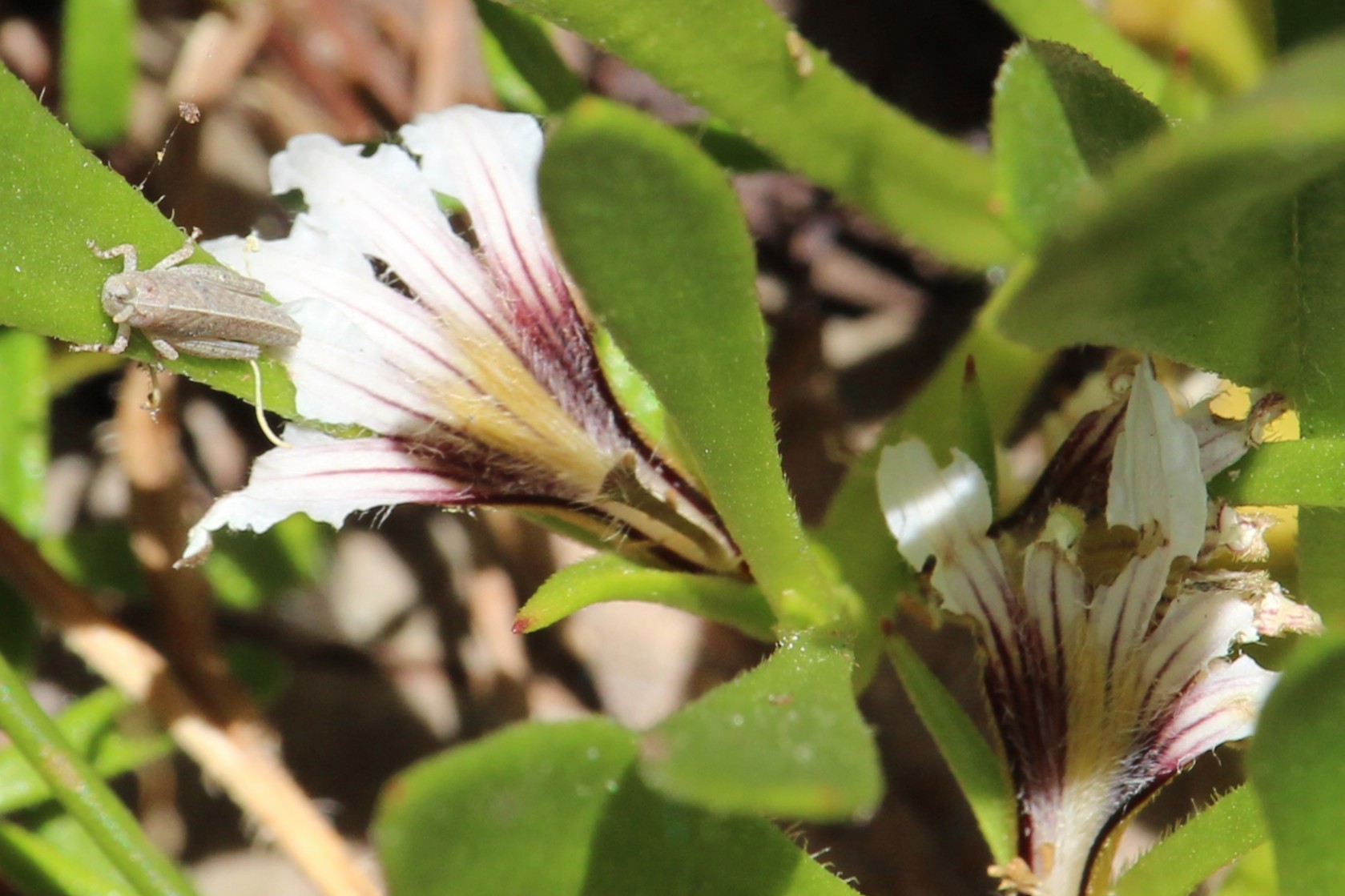 Insects of Perth & South West Western Australia | Dianella Regional ...
