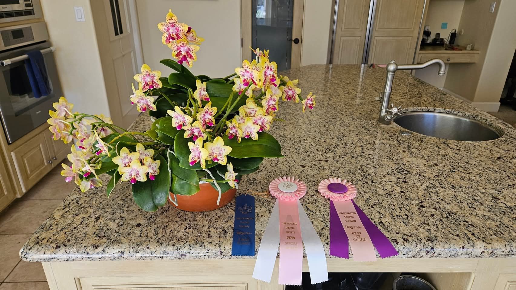 First try at orchid show Phalaenopsis Orchid World 'Bonnie Vasquez