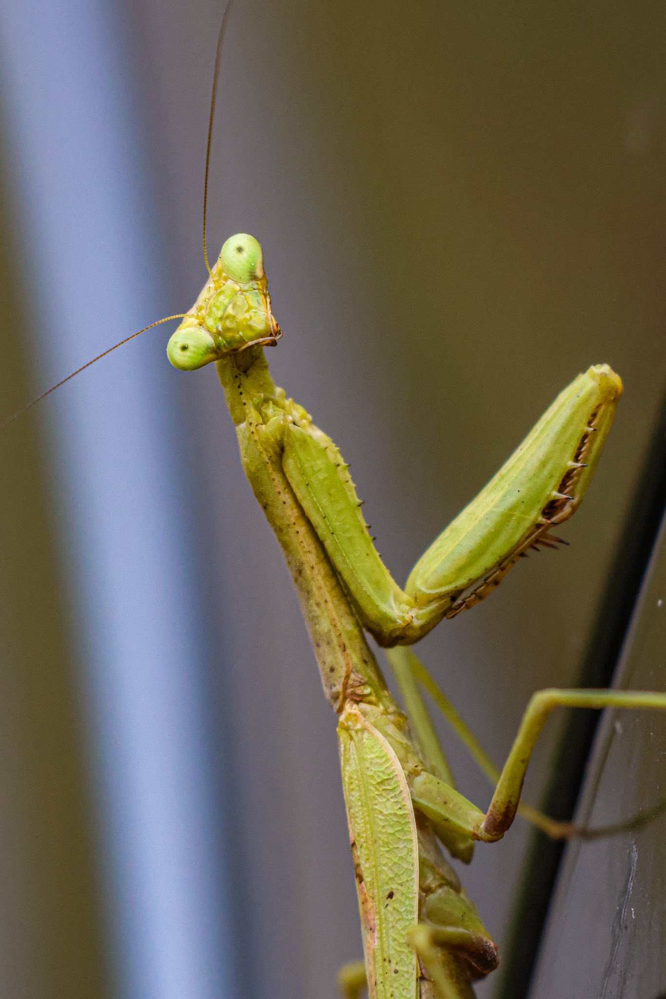Female praying mantis spotted on car