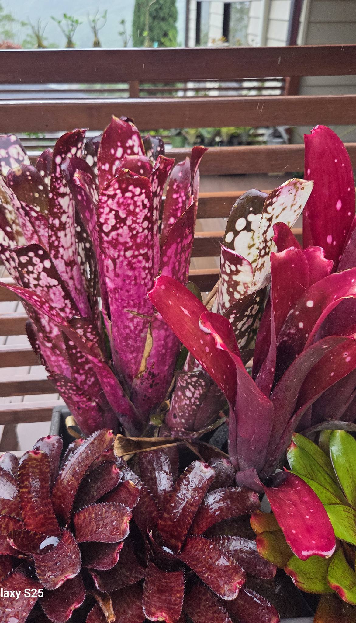 Vibrant Billbergia plant growing in Hawaii
