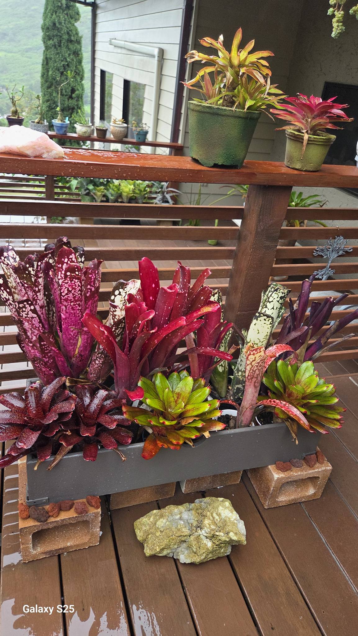 Vibrant Billbergia plant growing in Hawaii
