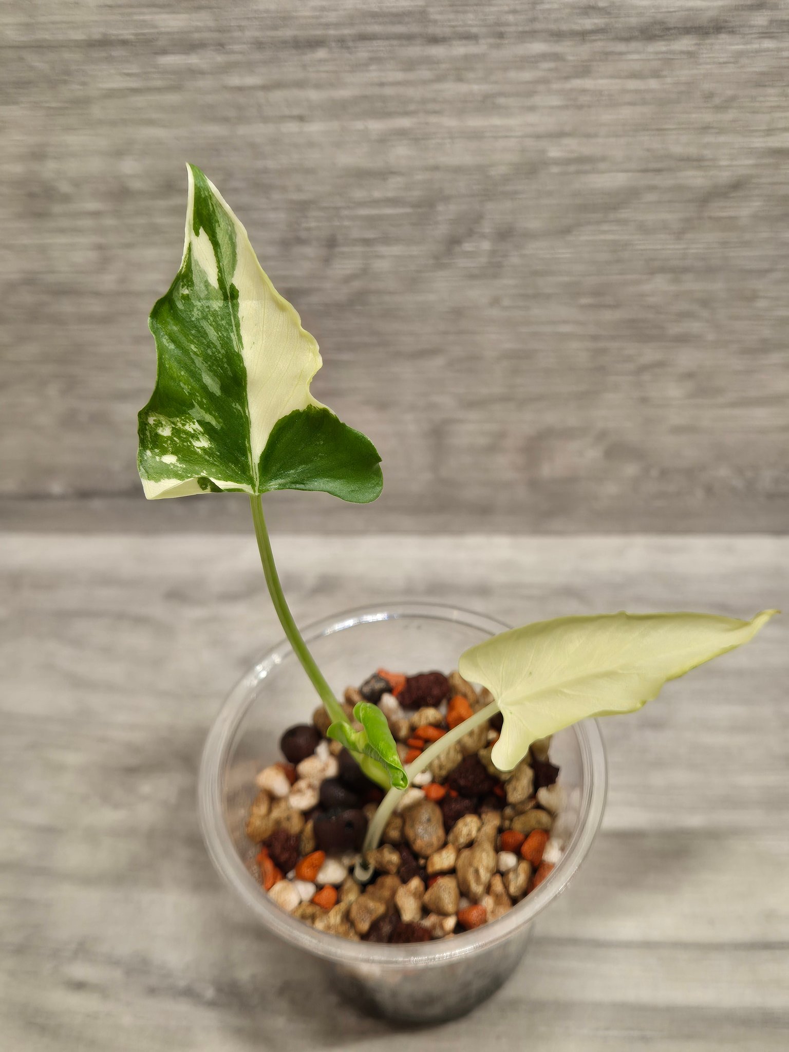 Alocasia cucullata crinkles albo variegated plants for sale