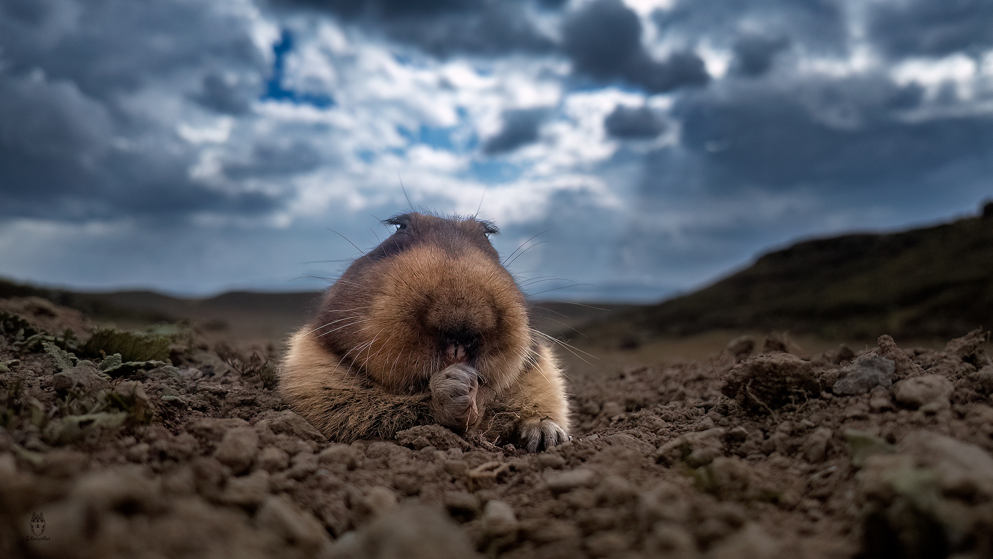 Amit - Meet the Giant Mole Rat, a.k.a Giant Root-Rat! This endangered ...