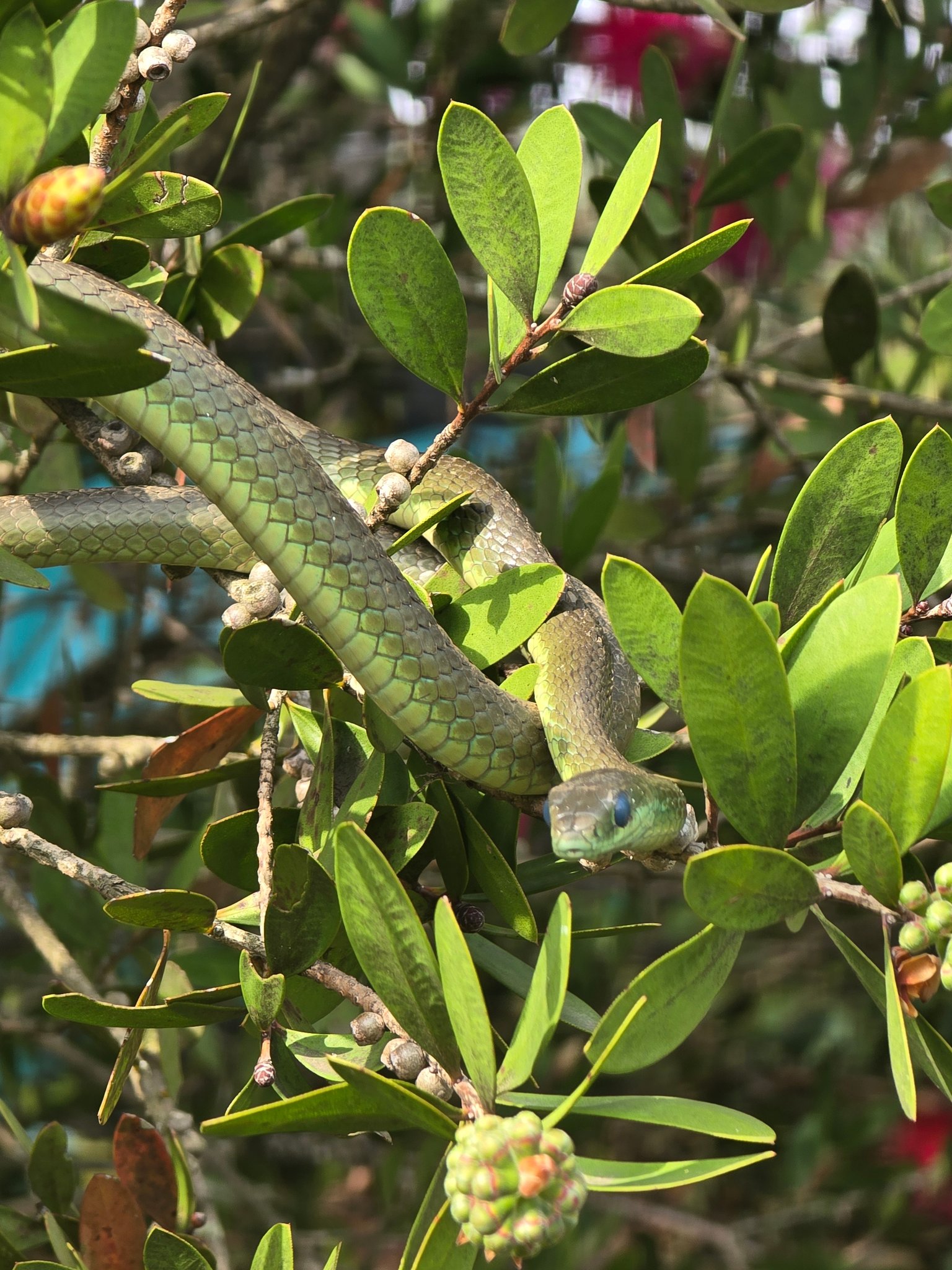 Snakes of Southern Africa | Dargle, Natal Midlands | Facebook