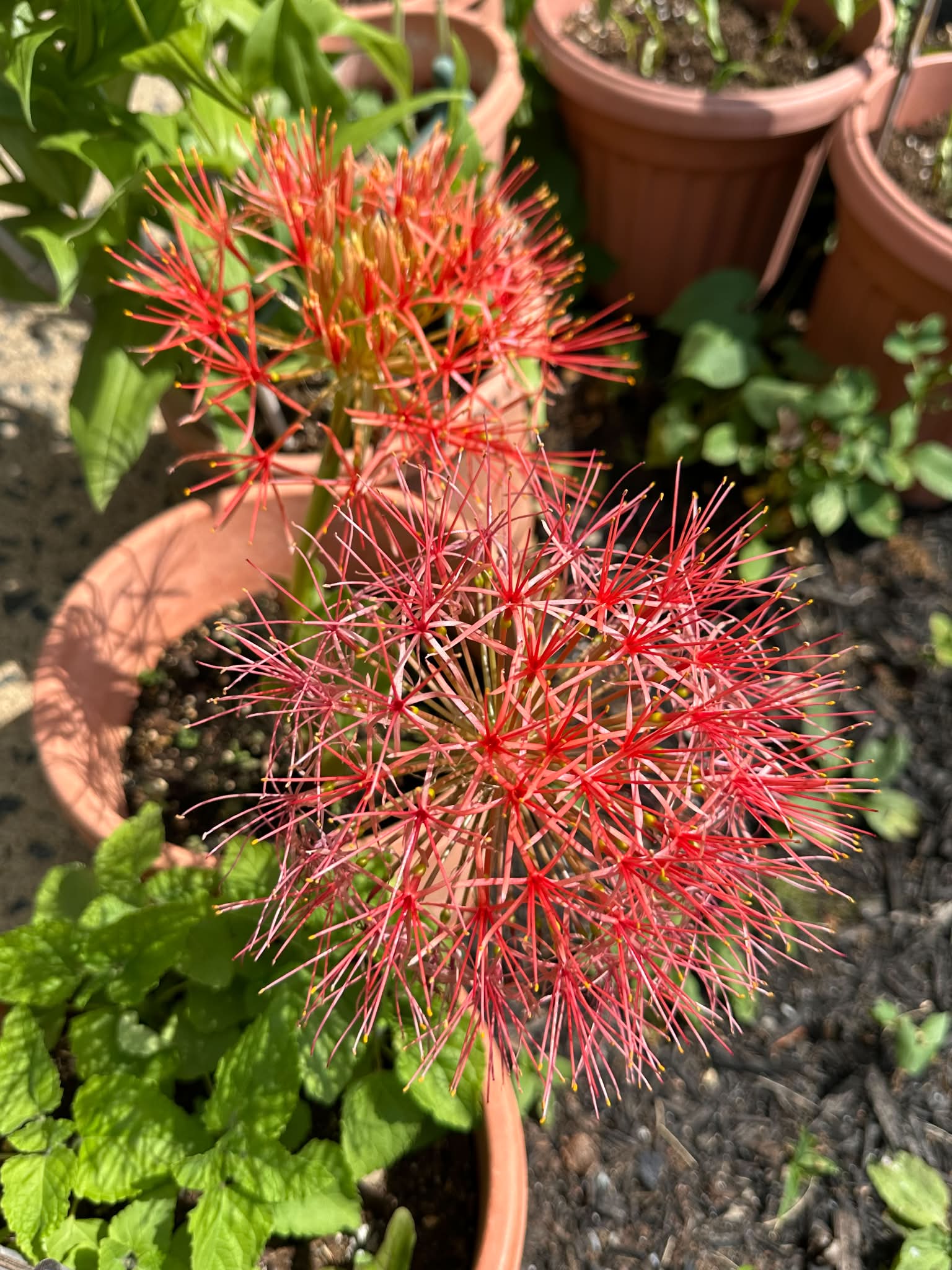 Haemanthus coccineus, the blood flower, blood lily or paintbrush