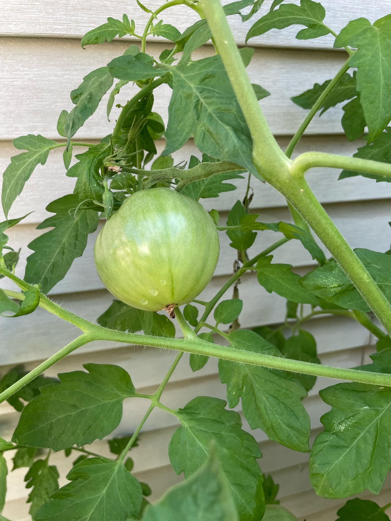 greentomato様⁂ Will green tomatoes turn red?