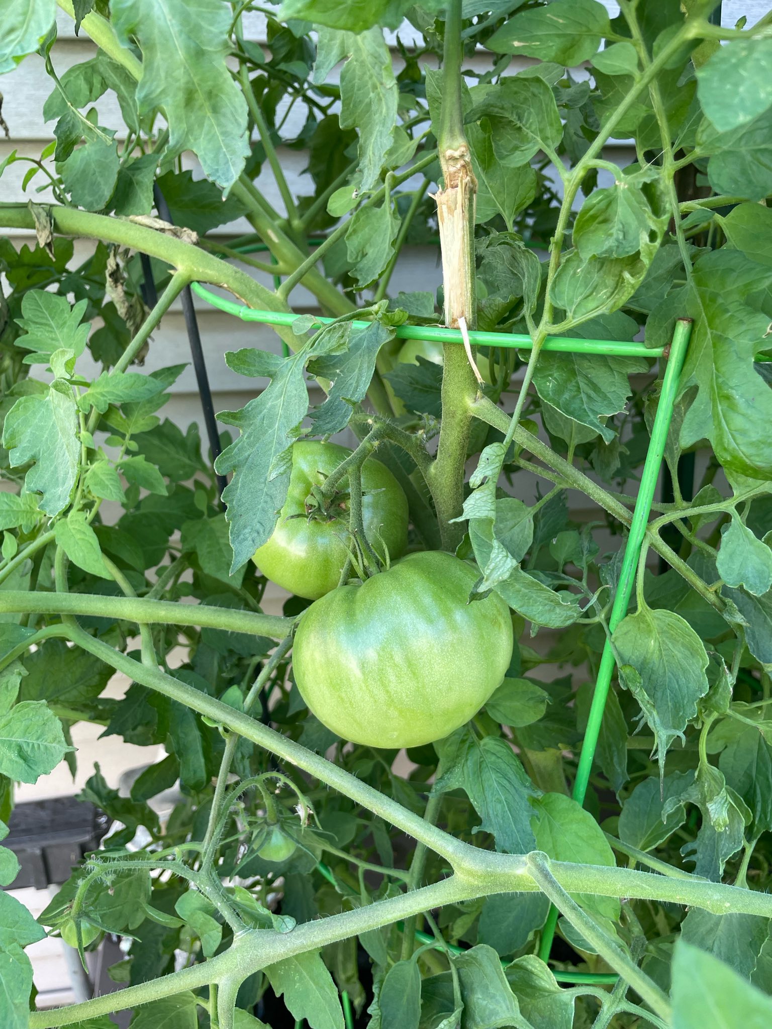 Will green tomatoes turn red?