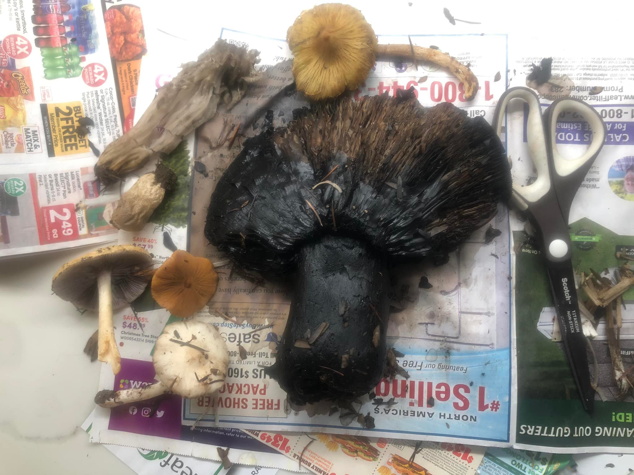 What is this very black, hard mushroom in the Pacific Northwest?