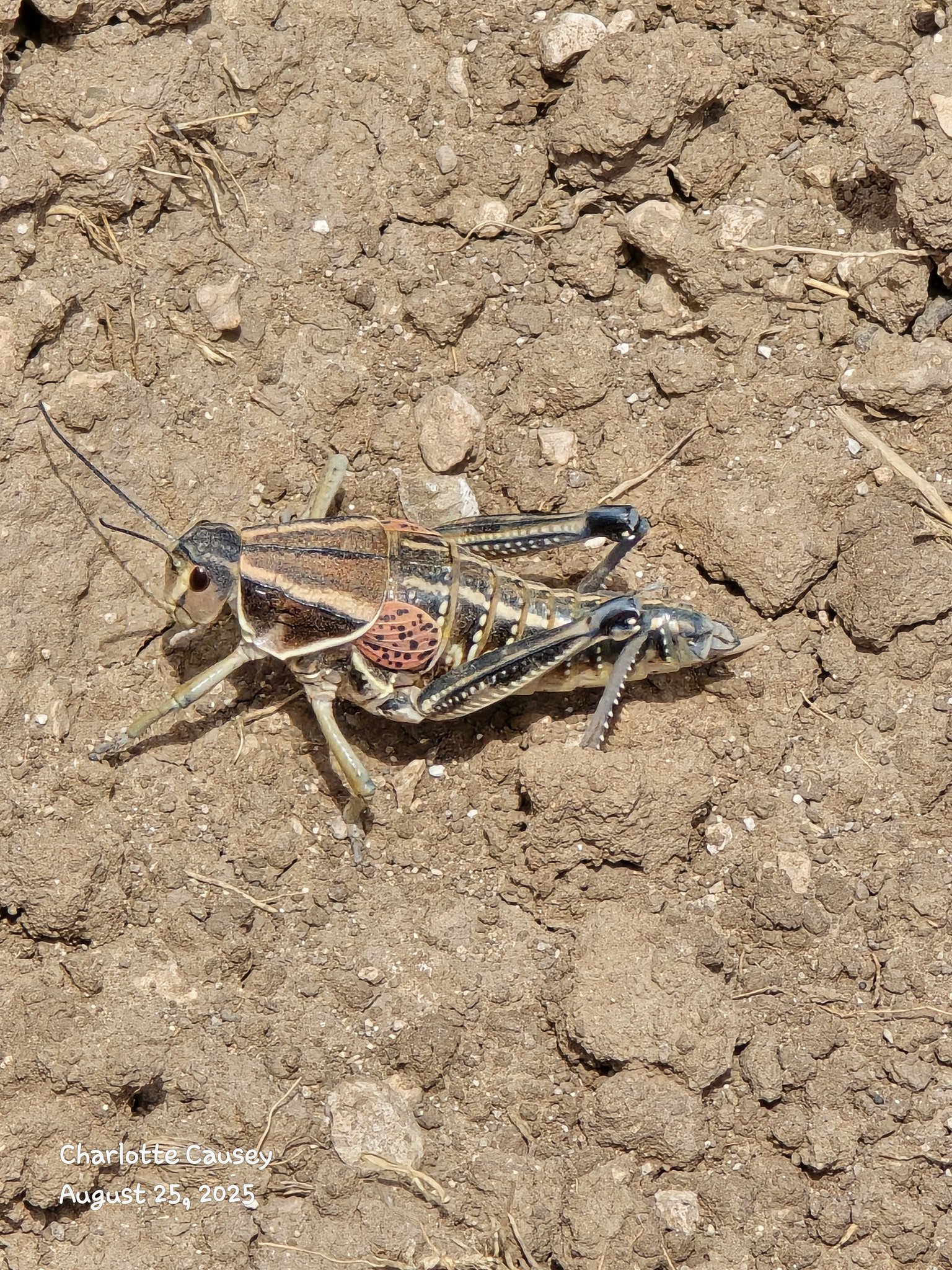 Identify big chunky bugs in New Mexico