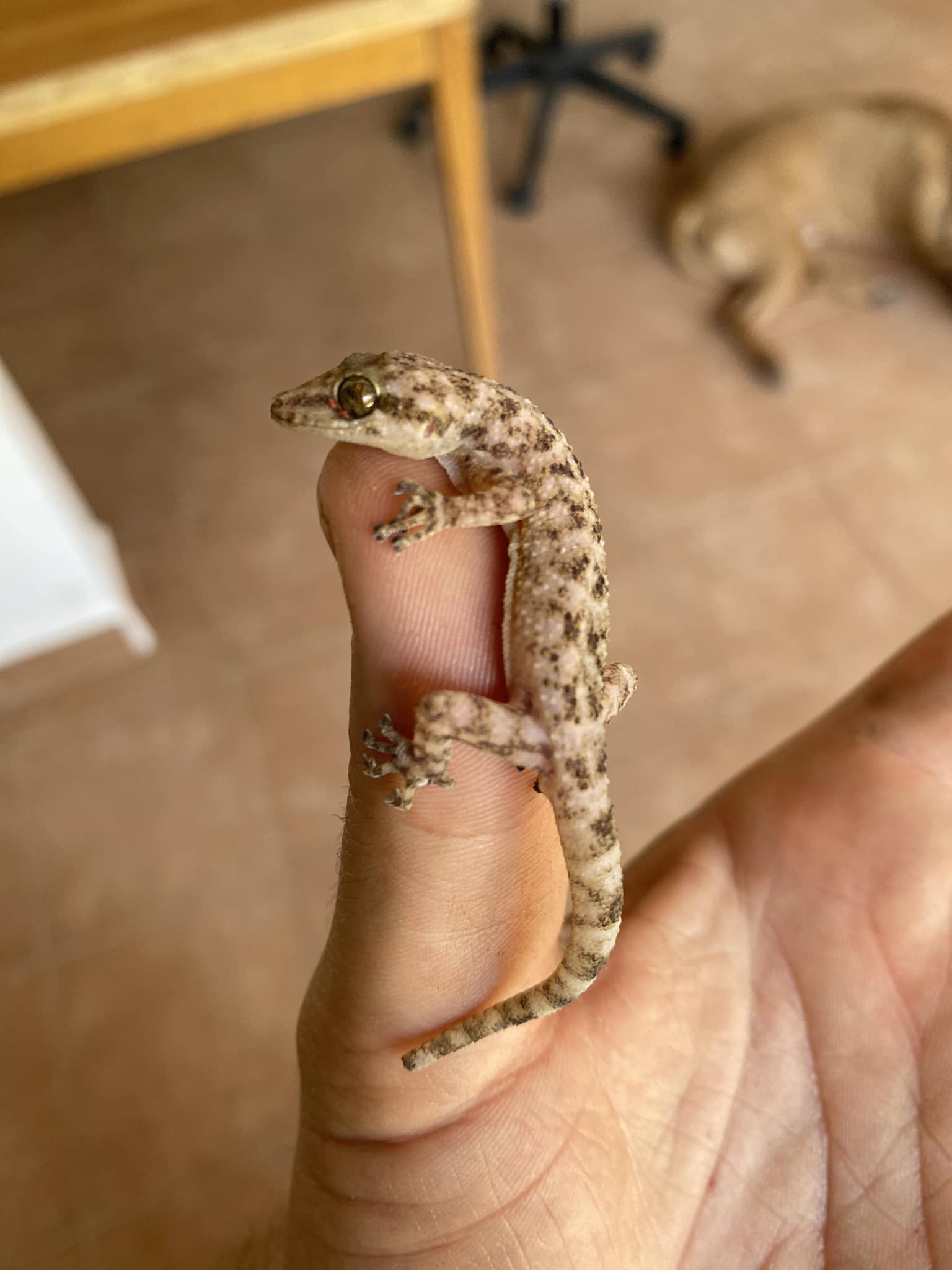 What is the species of this gecko found in Michoacán Mexico?