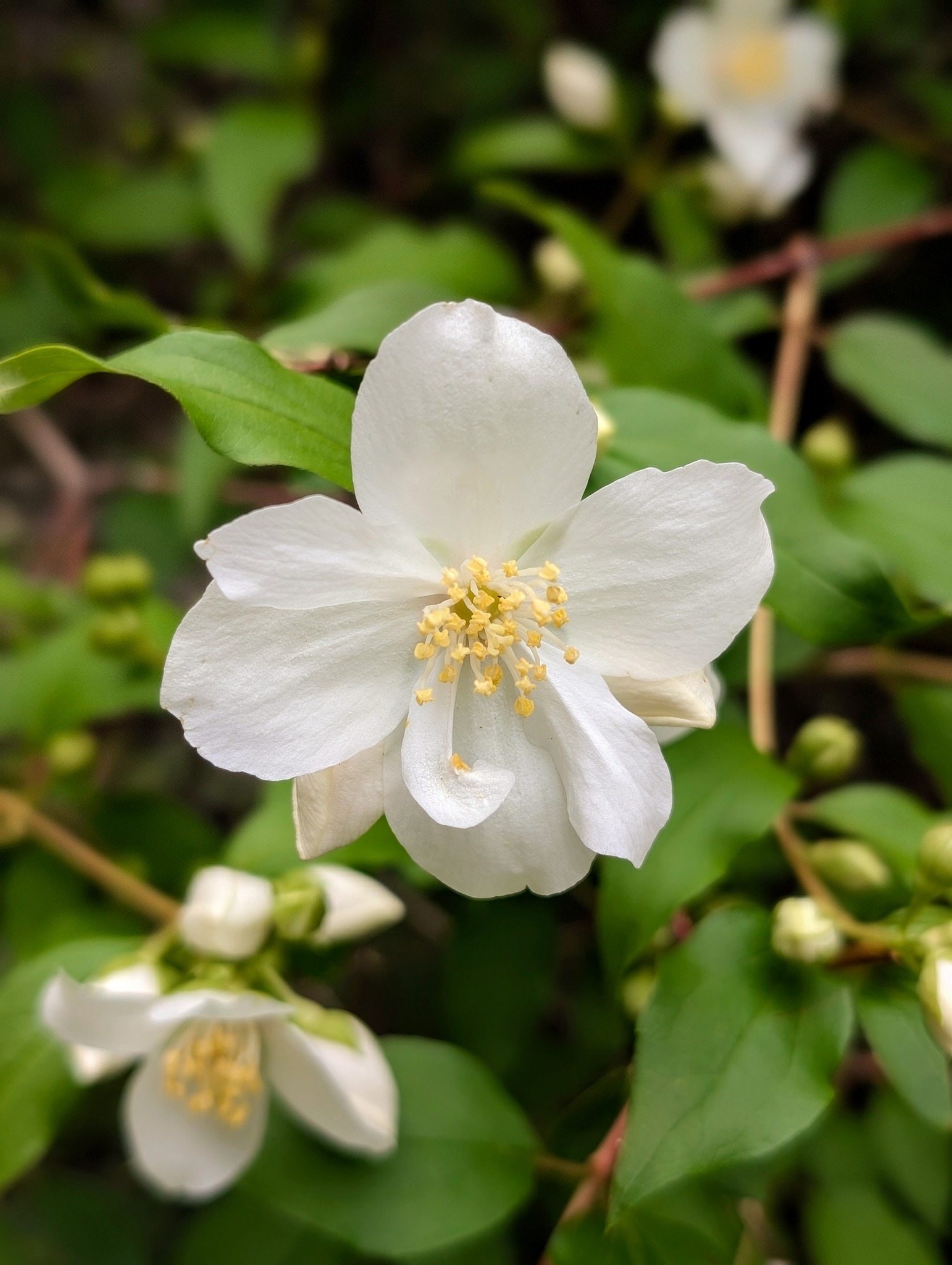Calgary mock orange plant in bloom