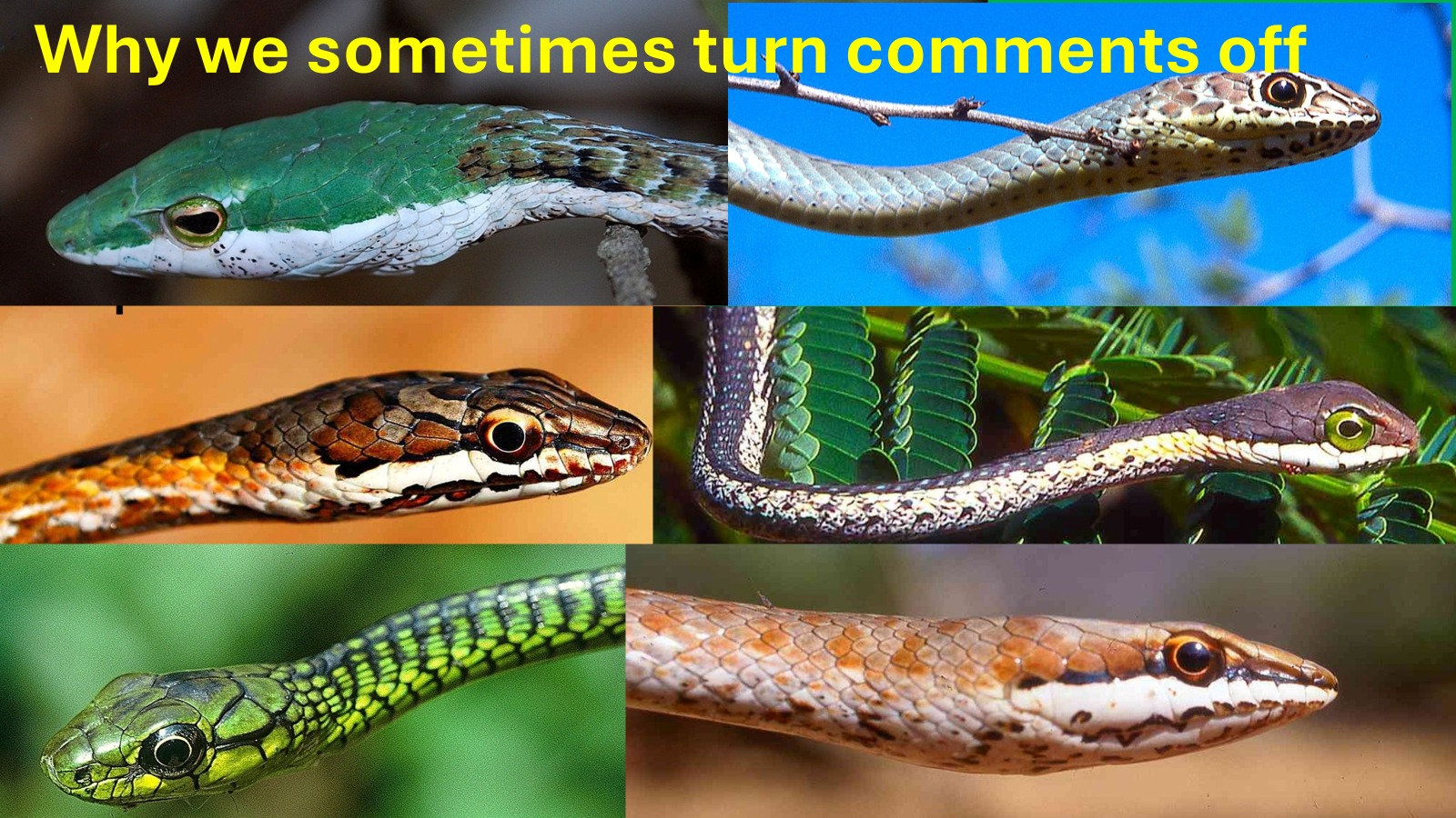 Beautiful view of Other Declining Restrictiveness Gizard Snakes