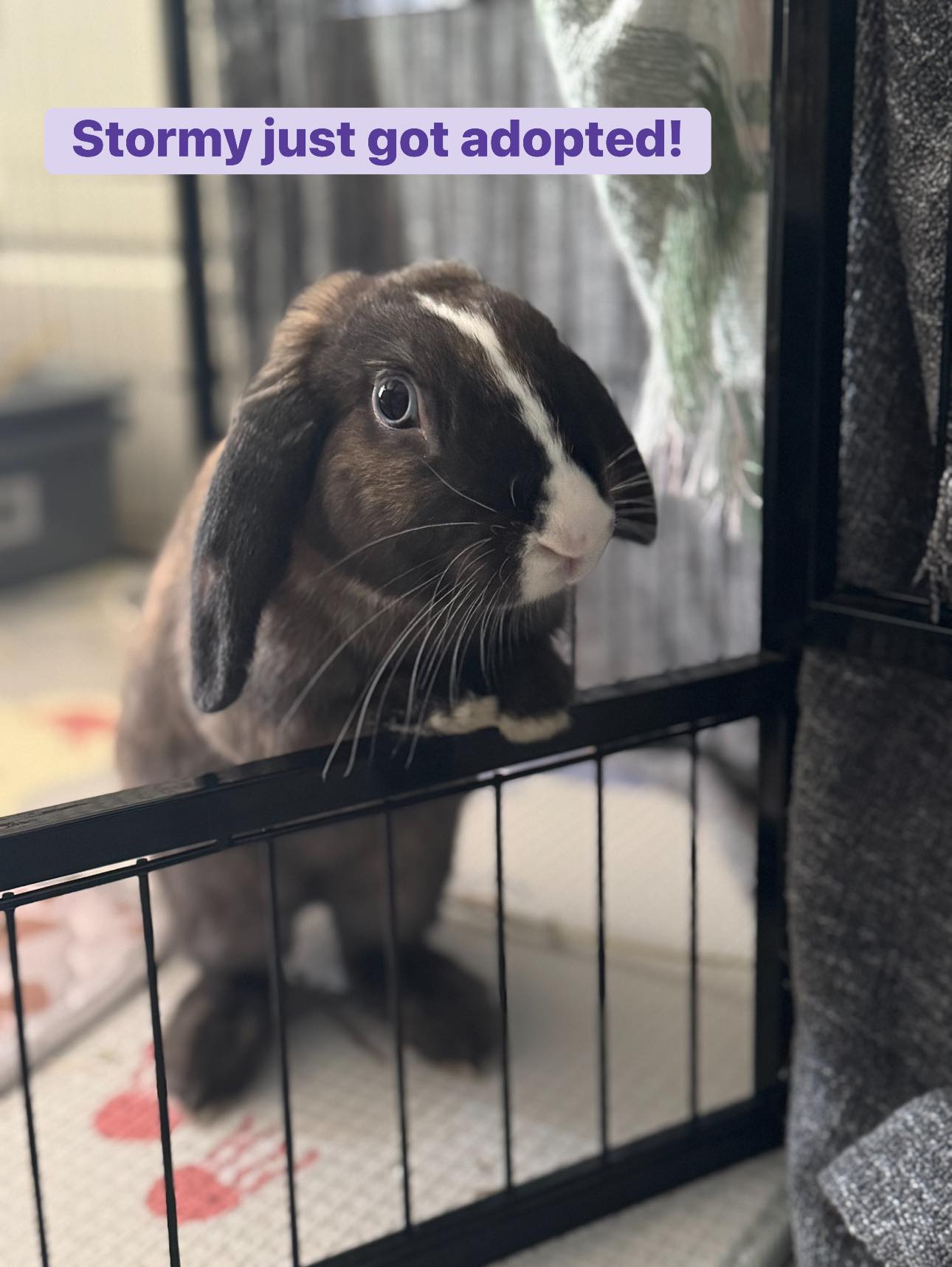 Australian Rabbits | Facebook