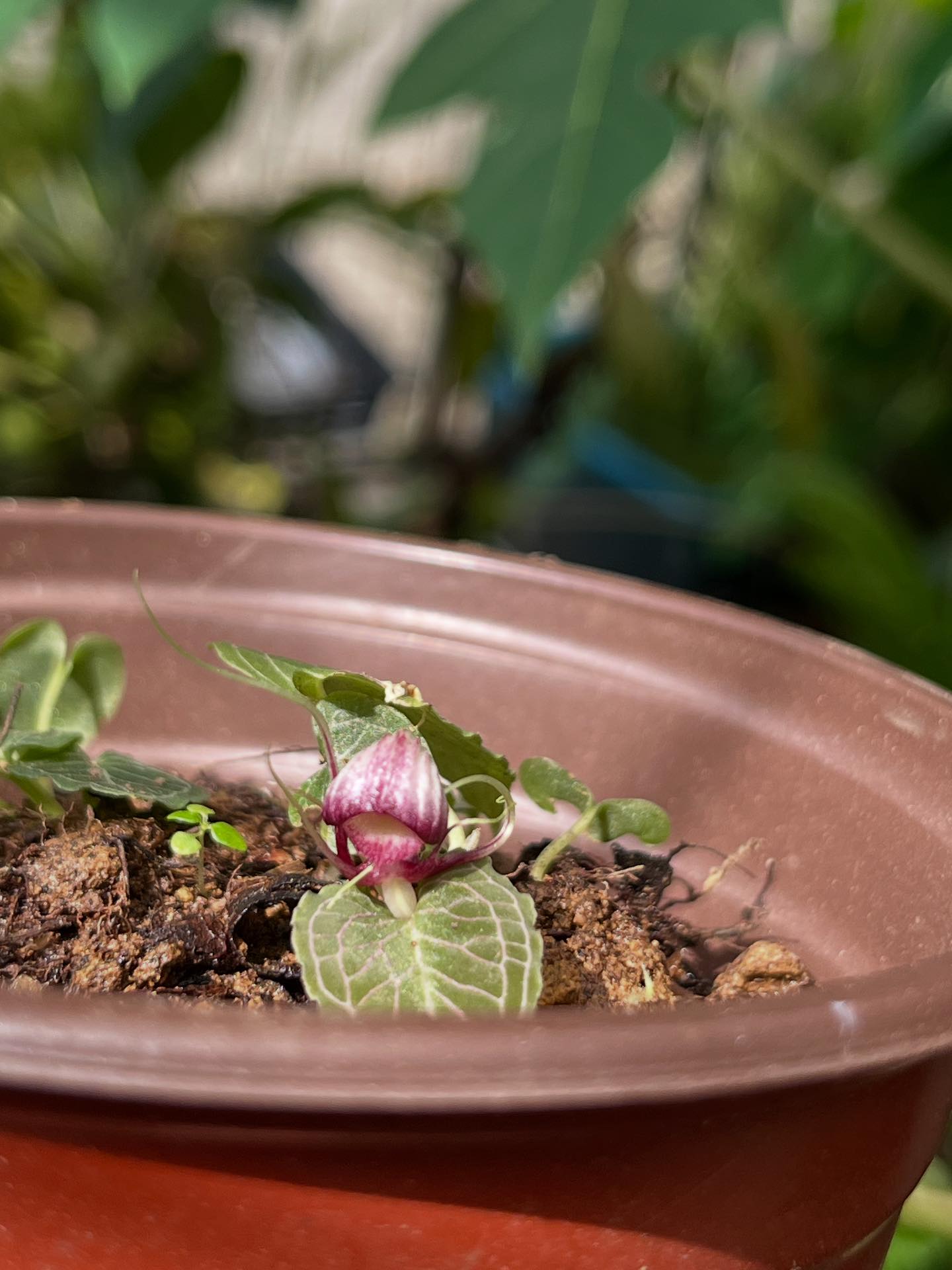 Magical miniature terrestrial orchid Corybas Umbrosus and Corybas