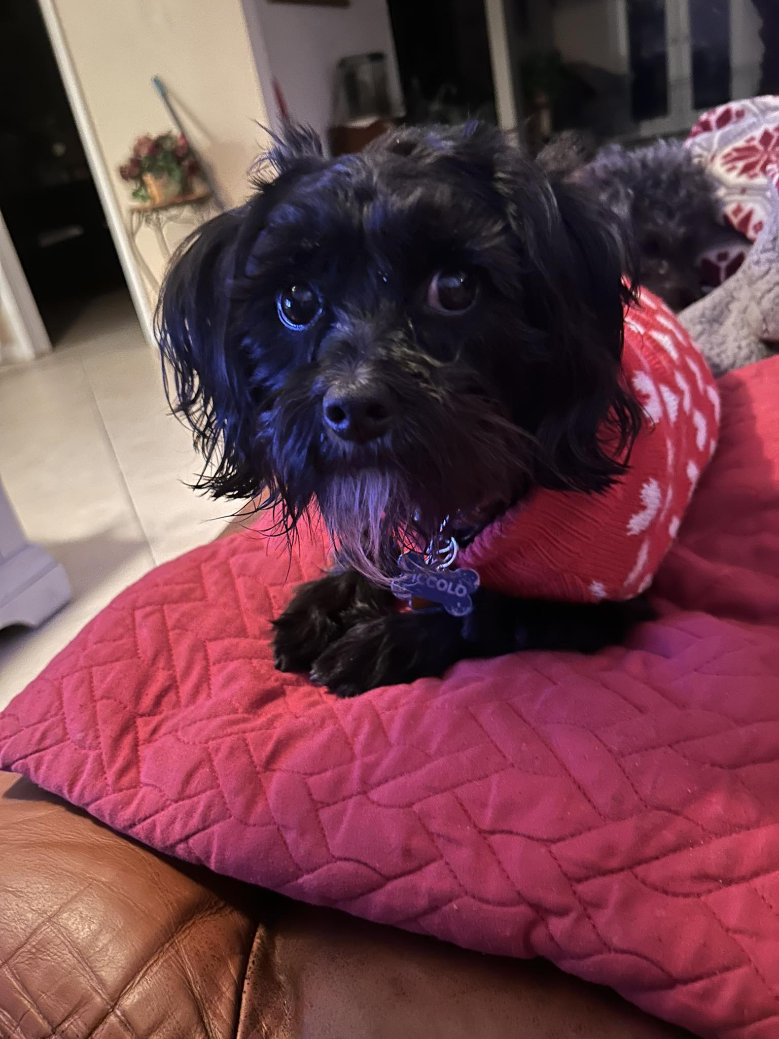 Is my dog a papipoo?
