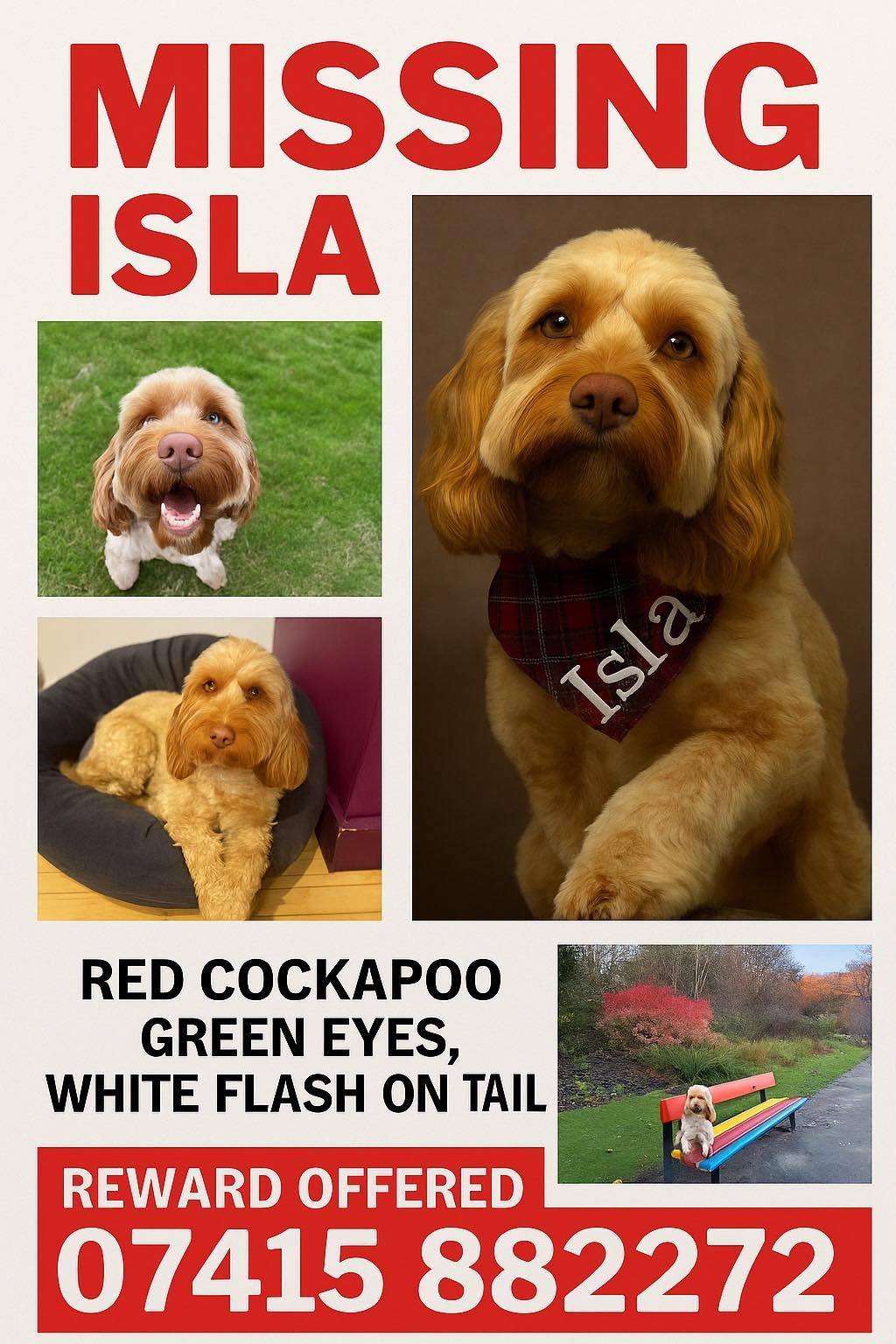 ISLA COCKAPOO LOST AB31 SCOTLAND.07415 882 272/07881 854 735 | ISLA ...
