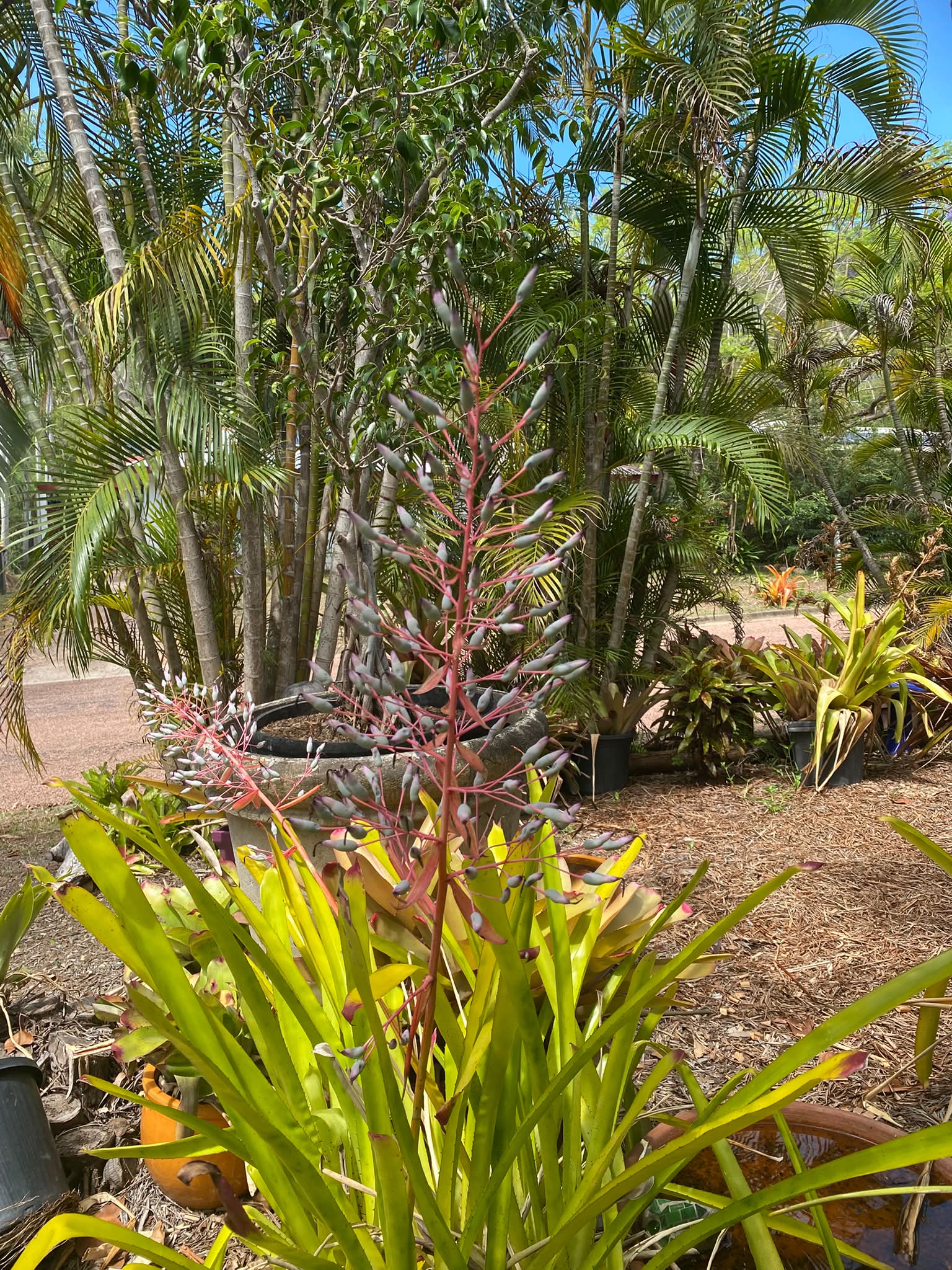 Alcantarea 'Yellow Star'