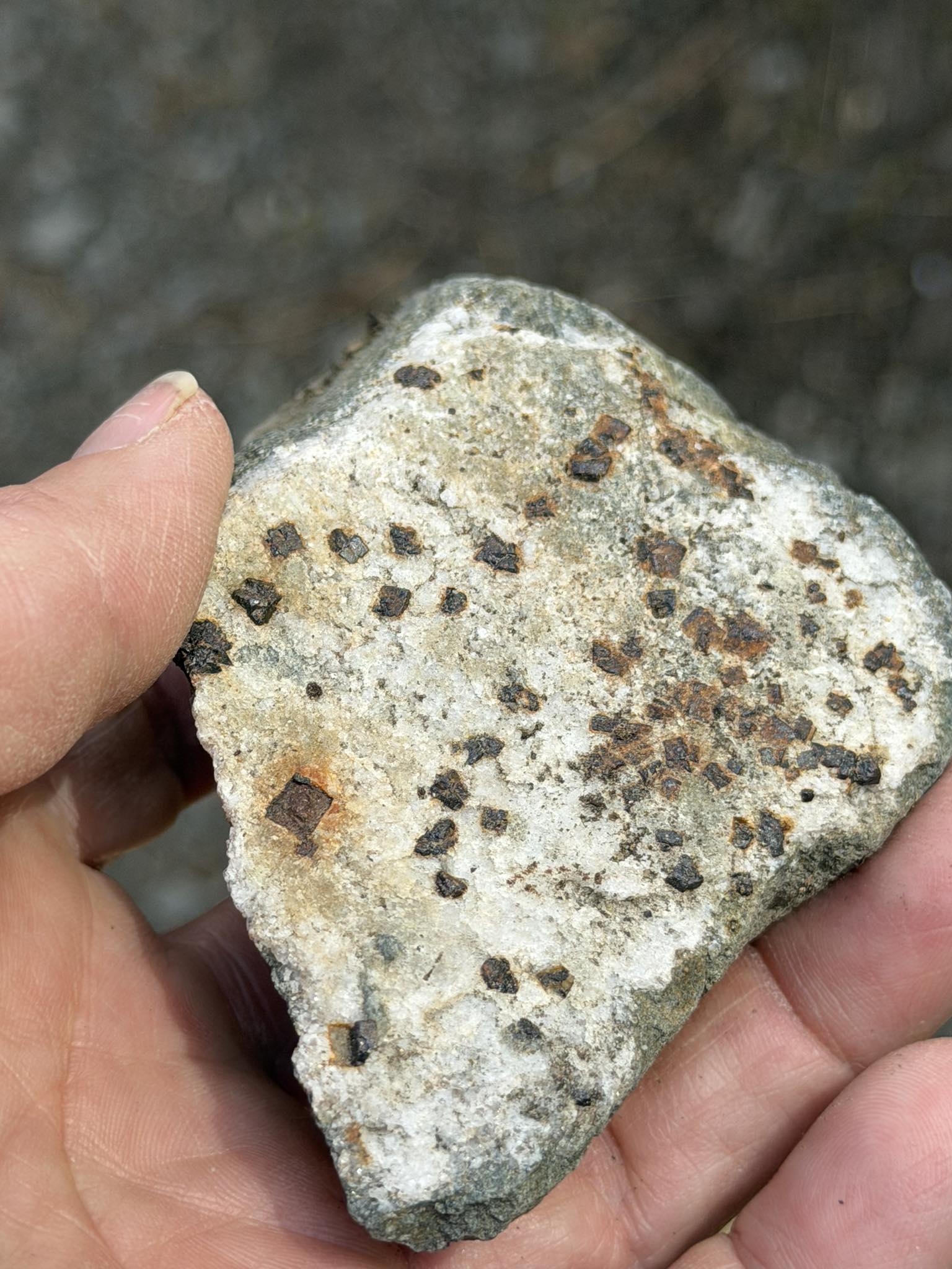 Fresh off the saw. Found this at work on a gravel road in Renville