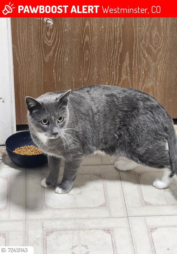 Lost cat Venus in Commerce City, CO on September 12, 2026