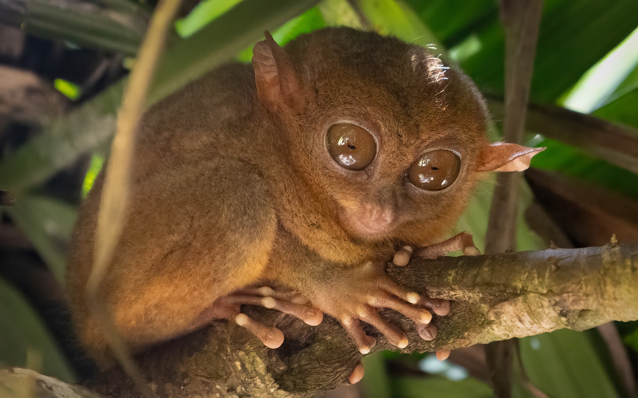 Kent - The Philippine Tarsier is one of the smallest primates on Earth ...