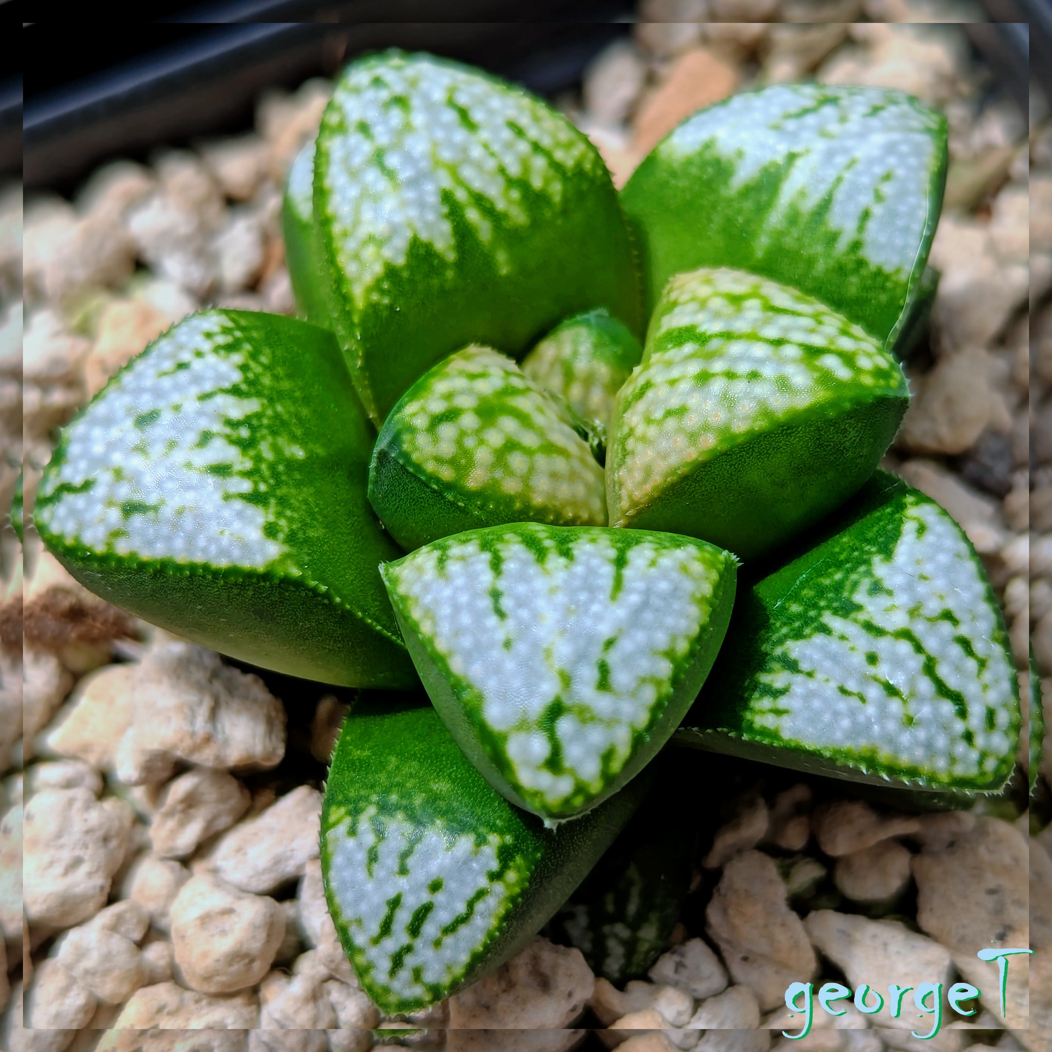 Plants with blue leaves are rare in nature