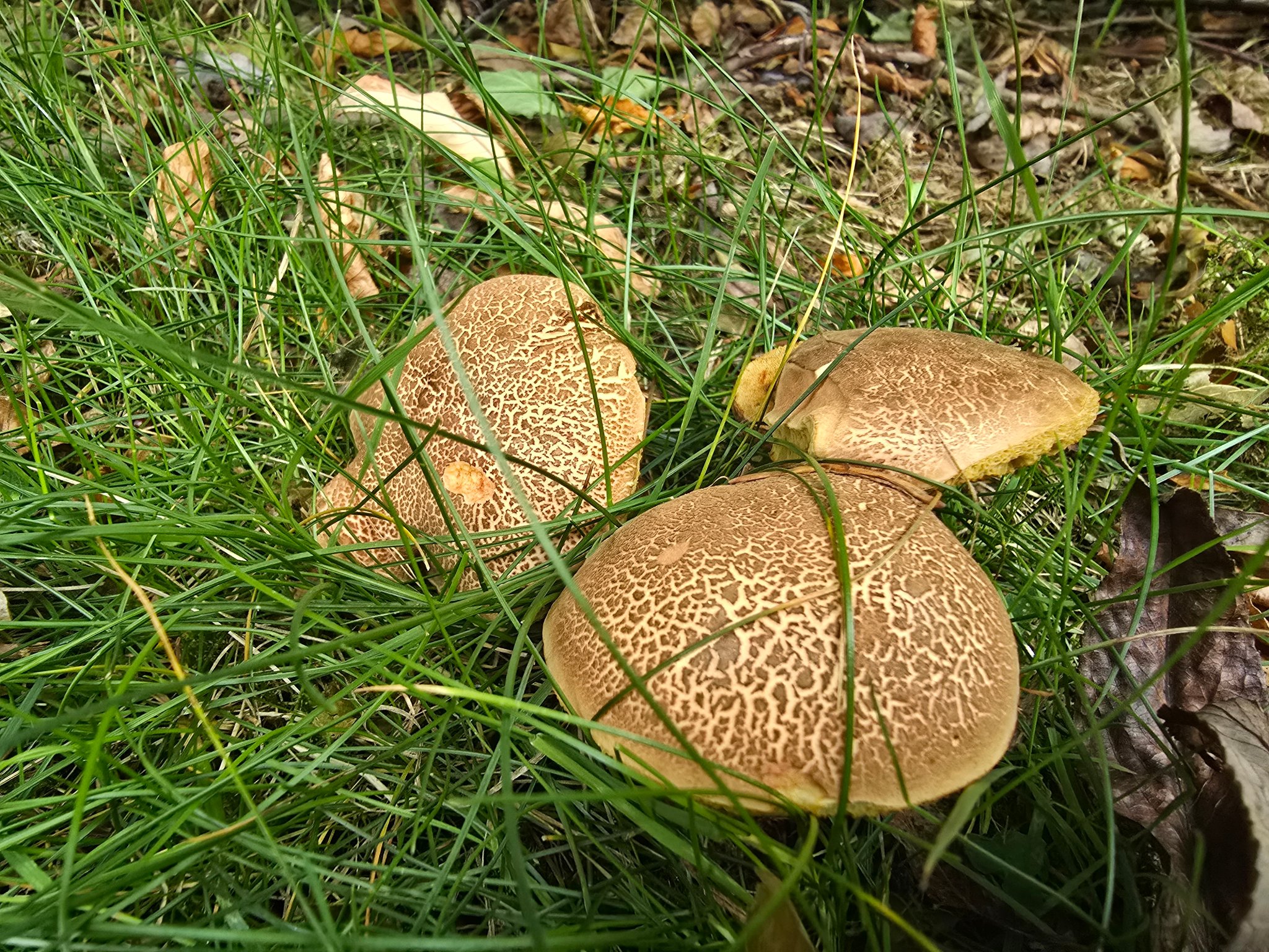 Identifying mushrooms in Leeds garden?
